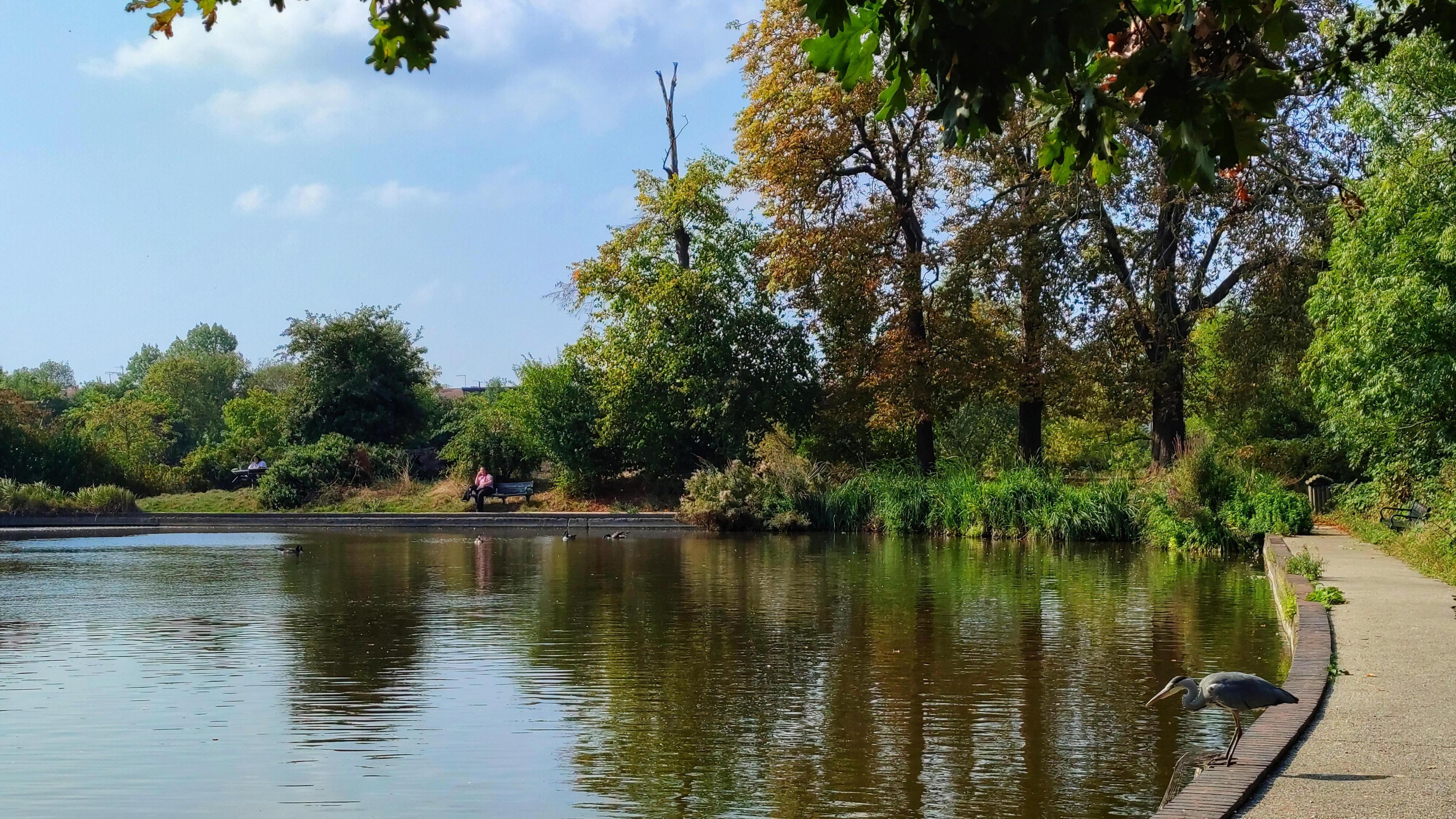 A pond surrounded by trees beginning to turn an autumn brown, with a heron sitting on the edge of the path and looking into the water