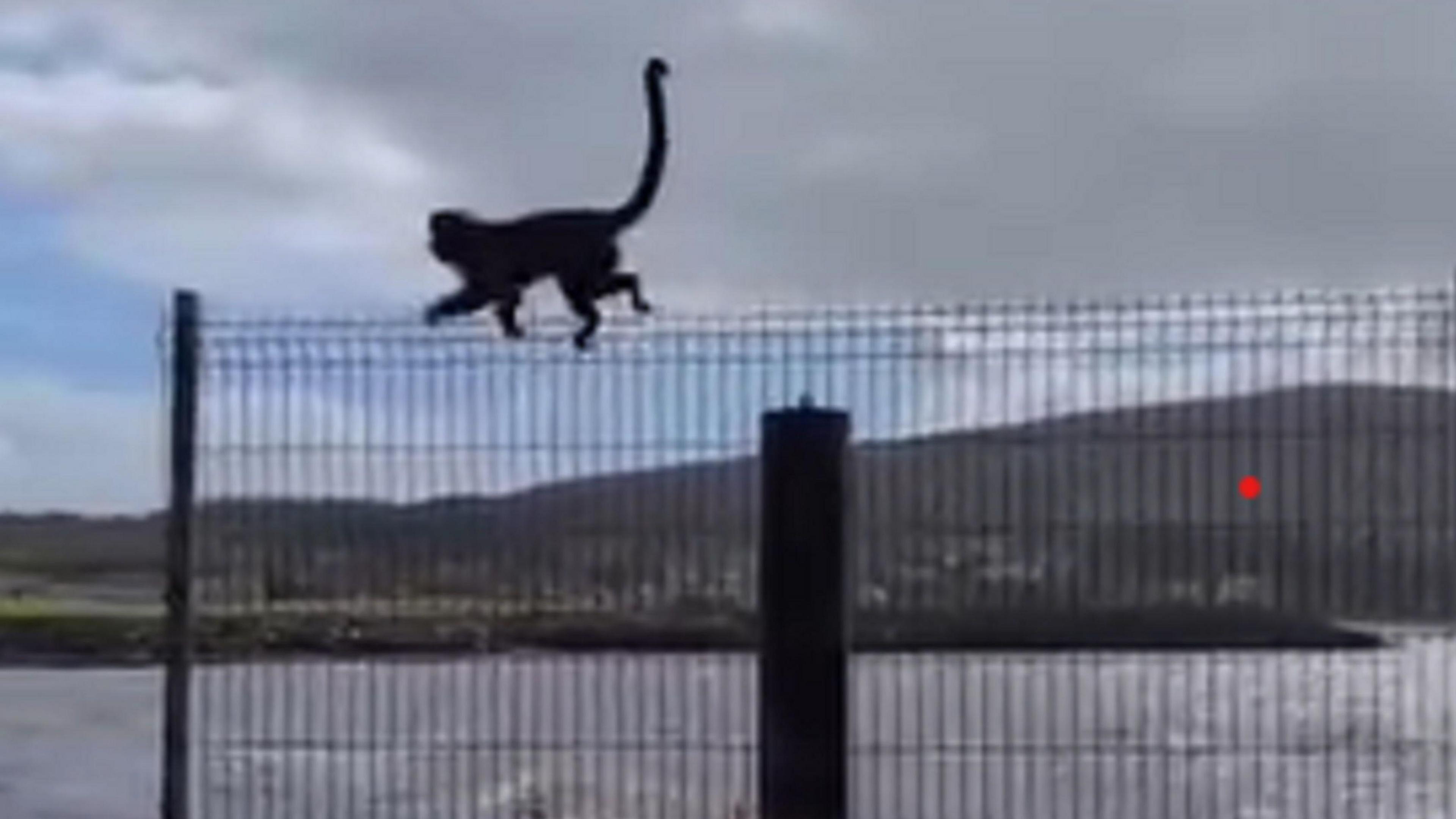A blurred picture of a monkey on top of a wire fence. The sea is in the background and on the opposite shore are hills