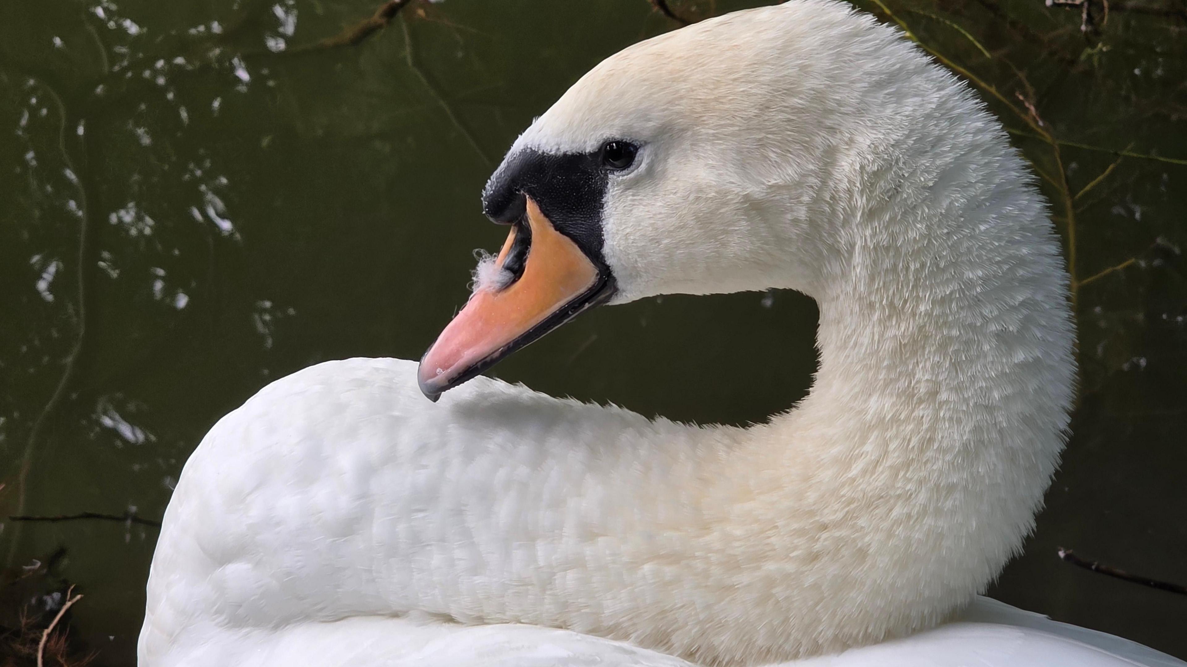 A swan rests with its long neck curved back in on itself. On it's orange beak a feather can be seen on it's nostril. Behind the swan is some dark green water.