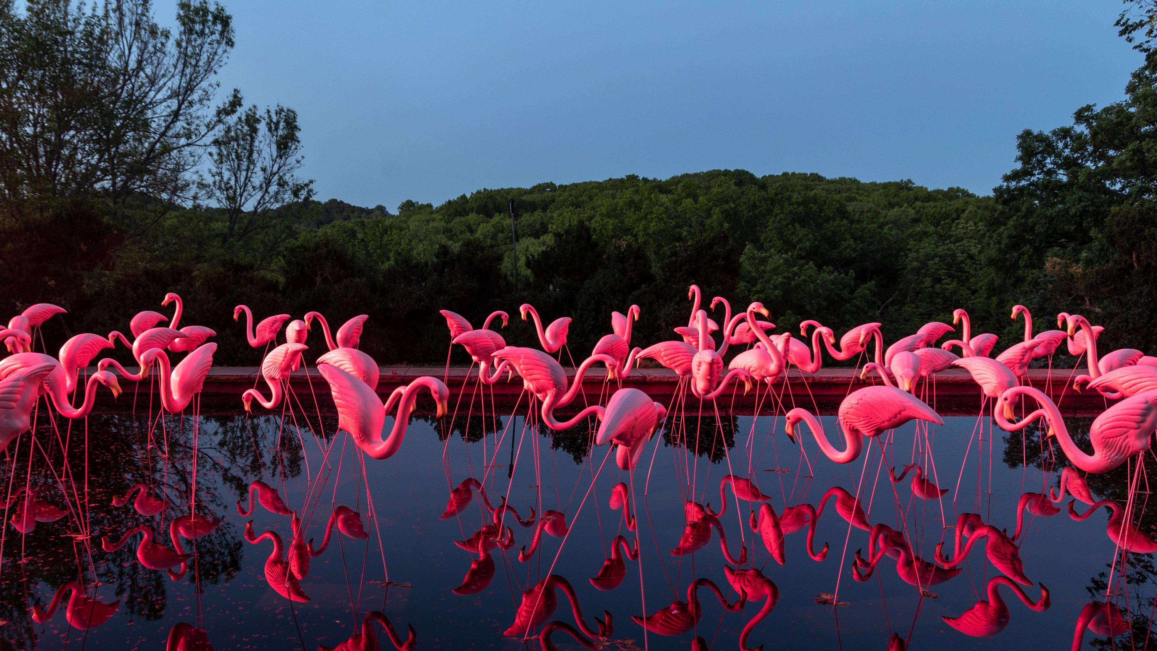 A flock of white flamingos. They are illuminated in pink and are mirrored in the water.