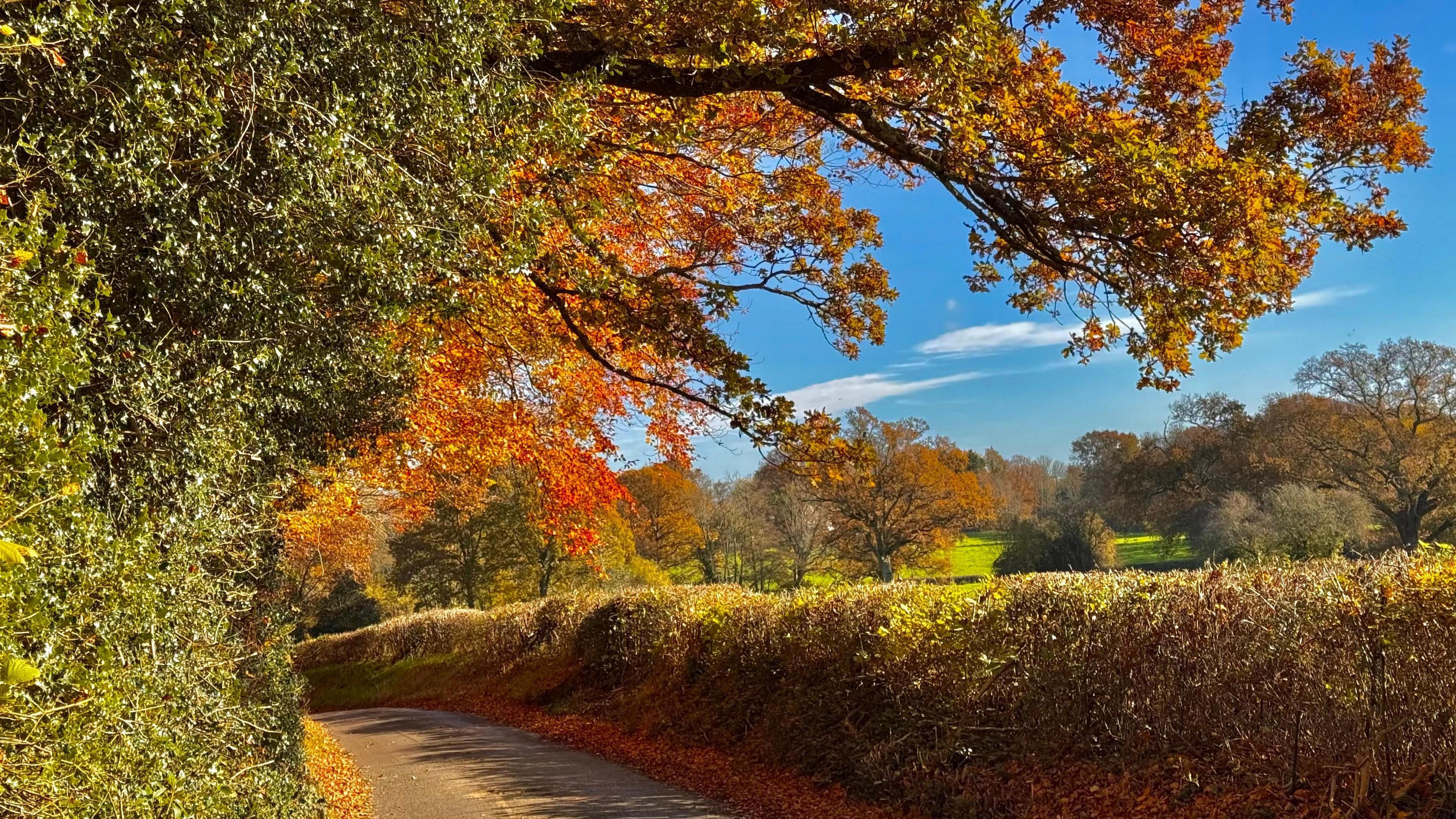 An autumn scene with a tree filled with green and orange leaves hanging over a road. Fallen brown leaves can be seen collected on both sides of the road. A hedge runs alongside the right-hand side of the road with fields behind.