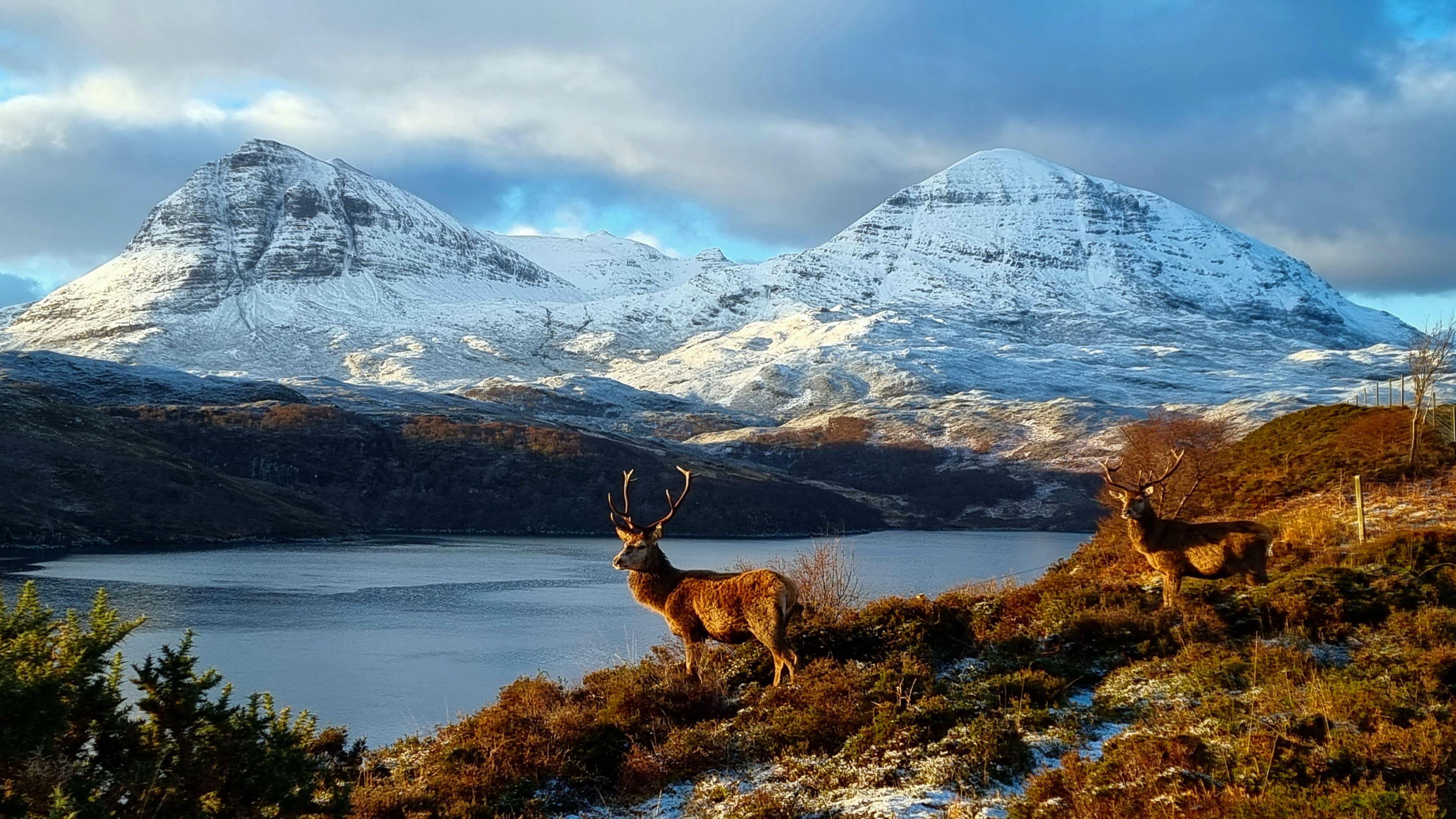 Two stags stand motionless in front of a loch. There are snowy mountains in the background.