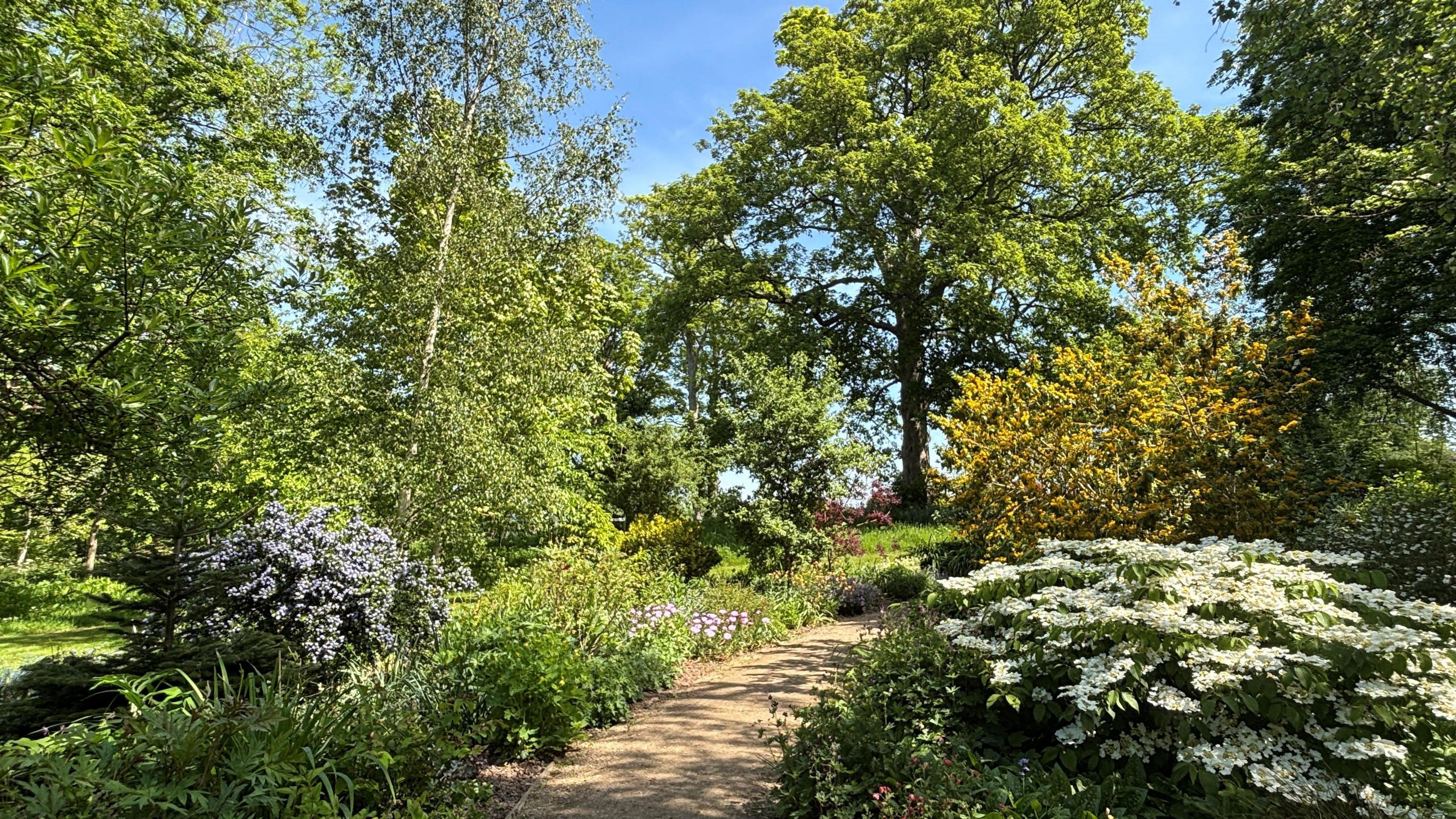 Apley garden on a sunny day. A sandy path runs through trees and flowers against a blue sky. 