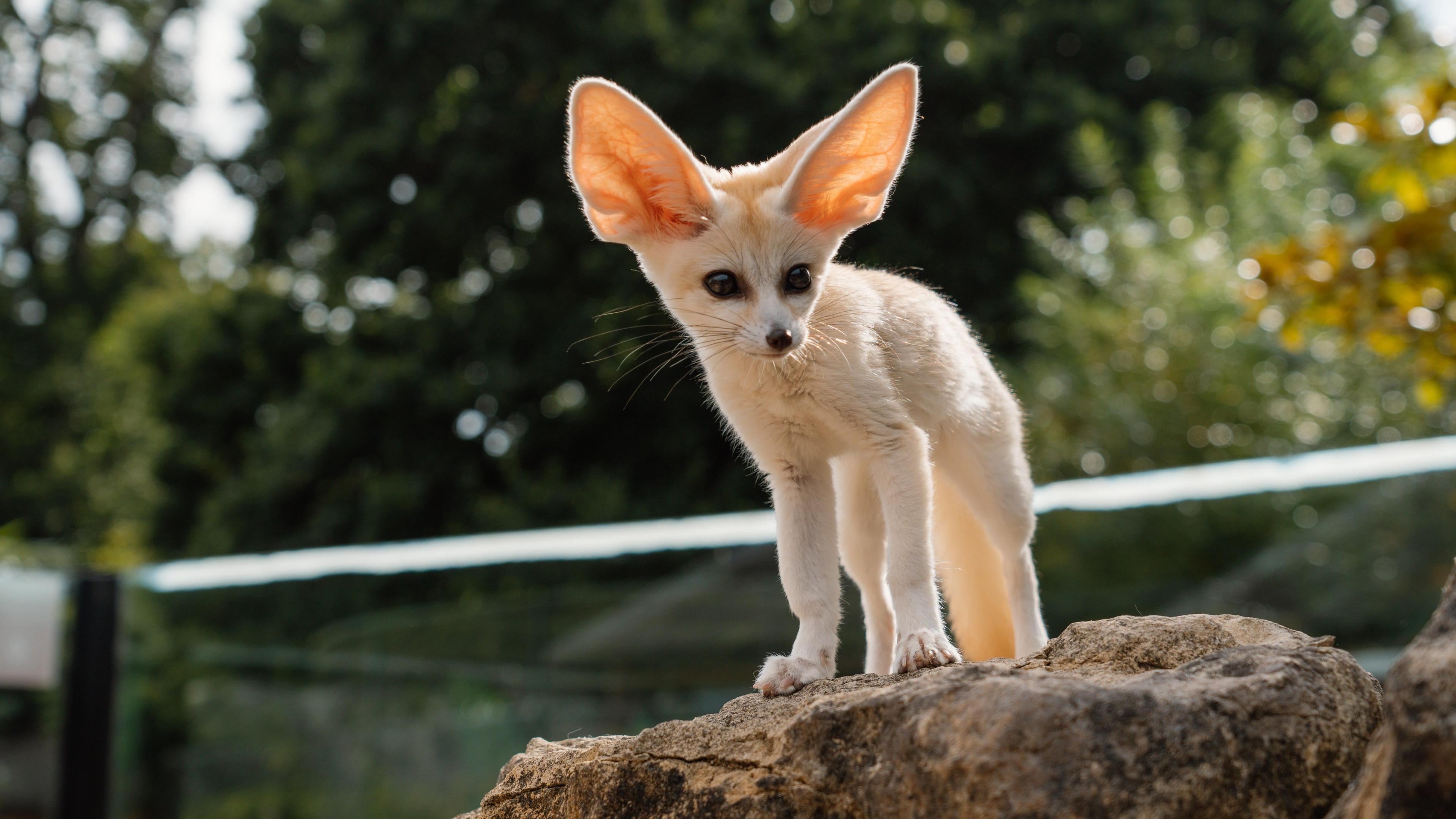 A fennec fox standing on a rock. It has light, cream coloured fur, big black eyes, a black nose and large ears. 