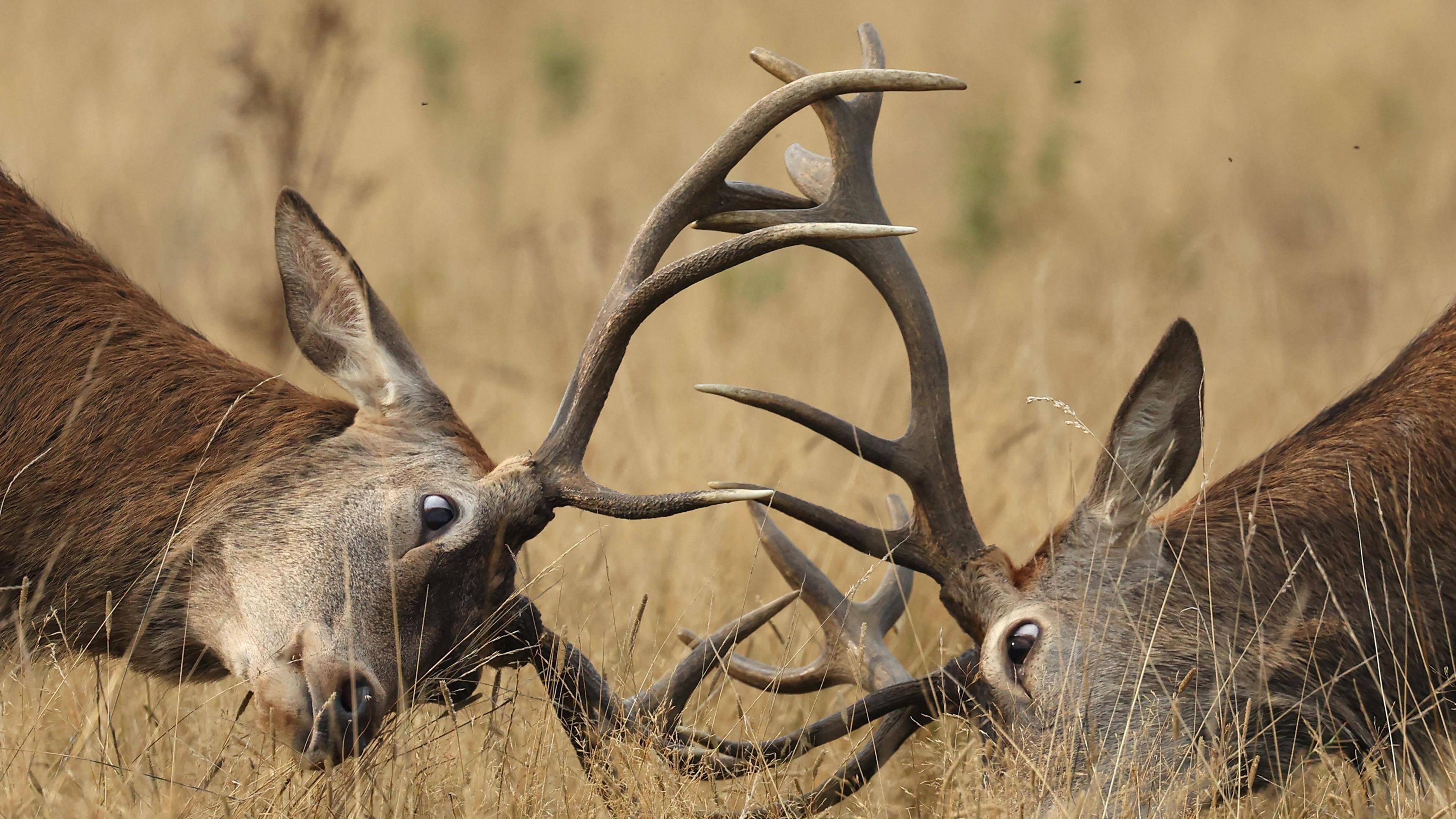 Two male deer lock antlers as they clash in their battle for female partners