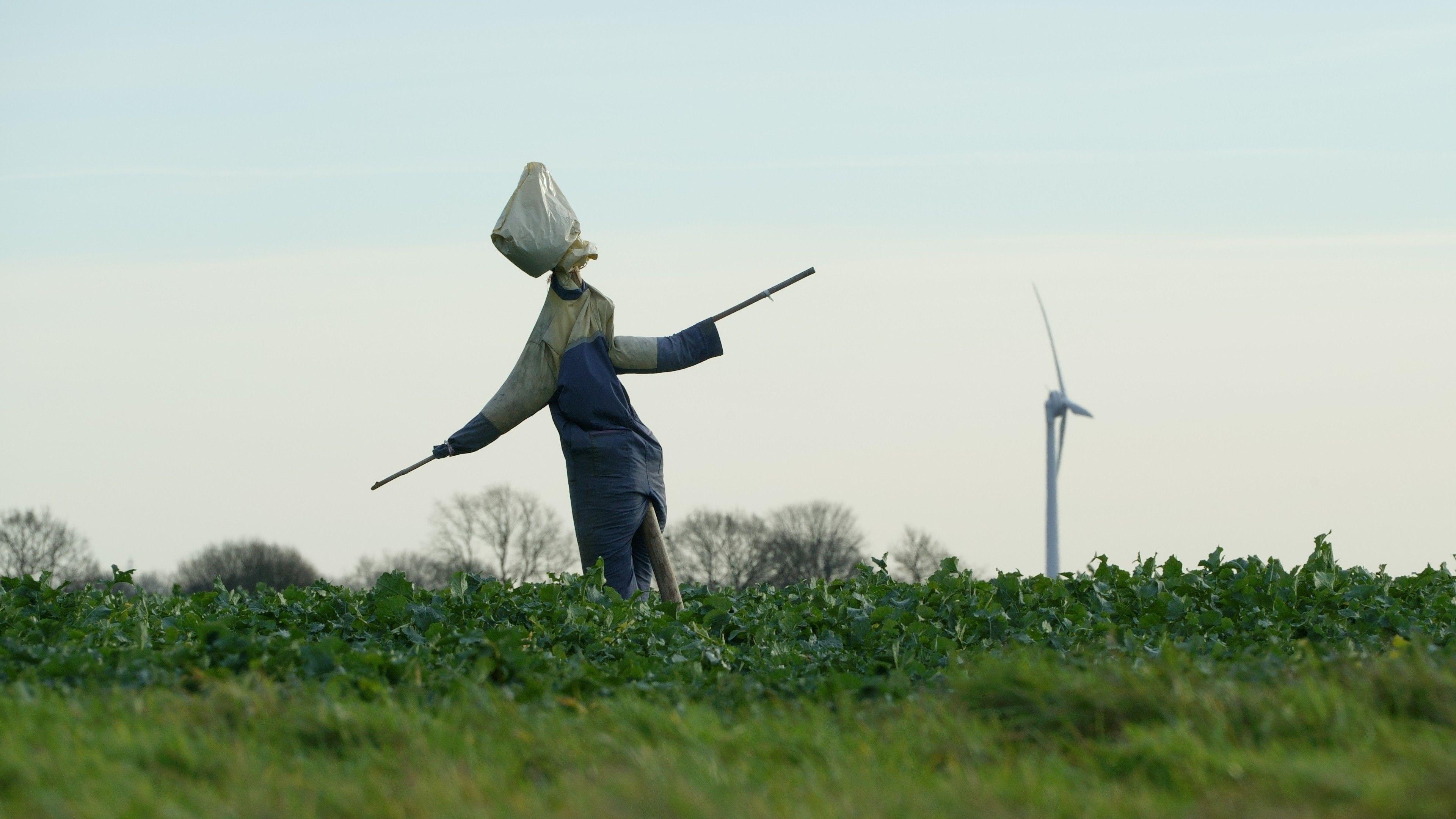 A scarecrow in a field in front of a wind turbine