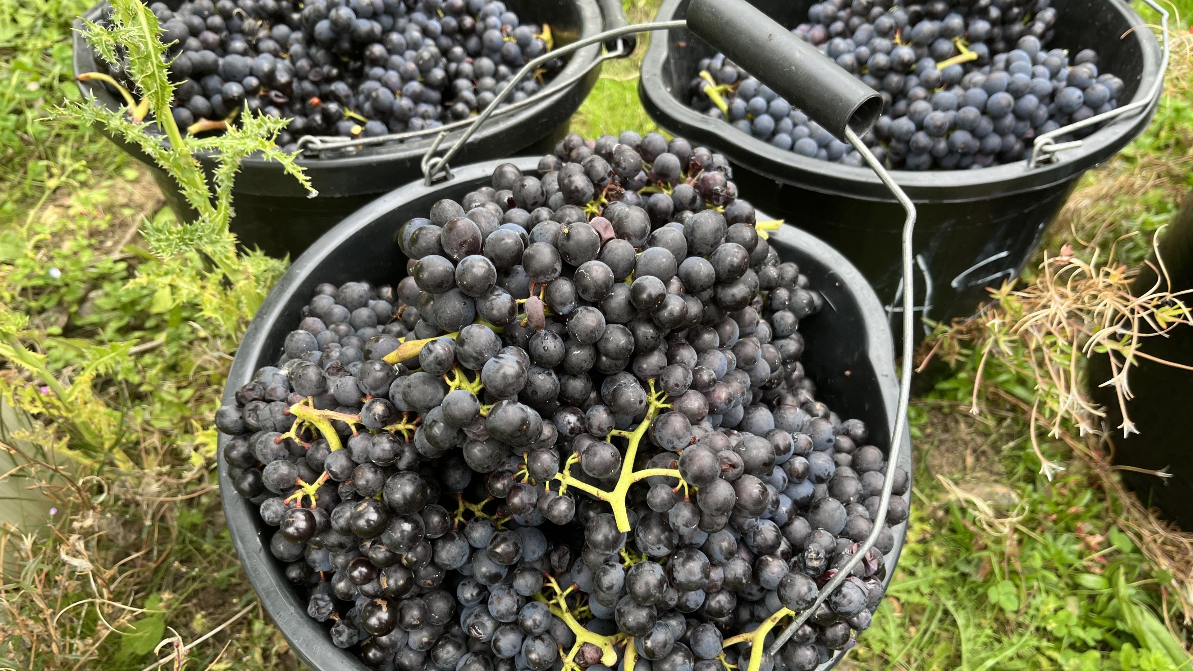 Close up of purple grapes in bunches in a bucket after being picked
