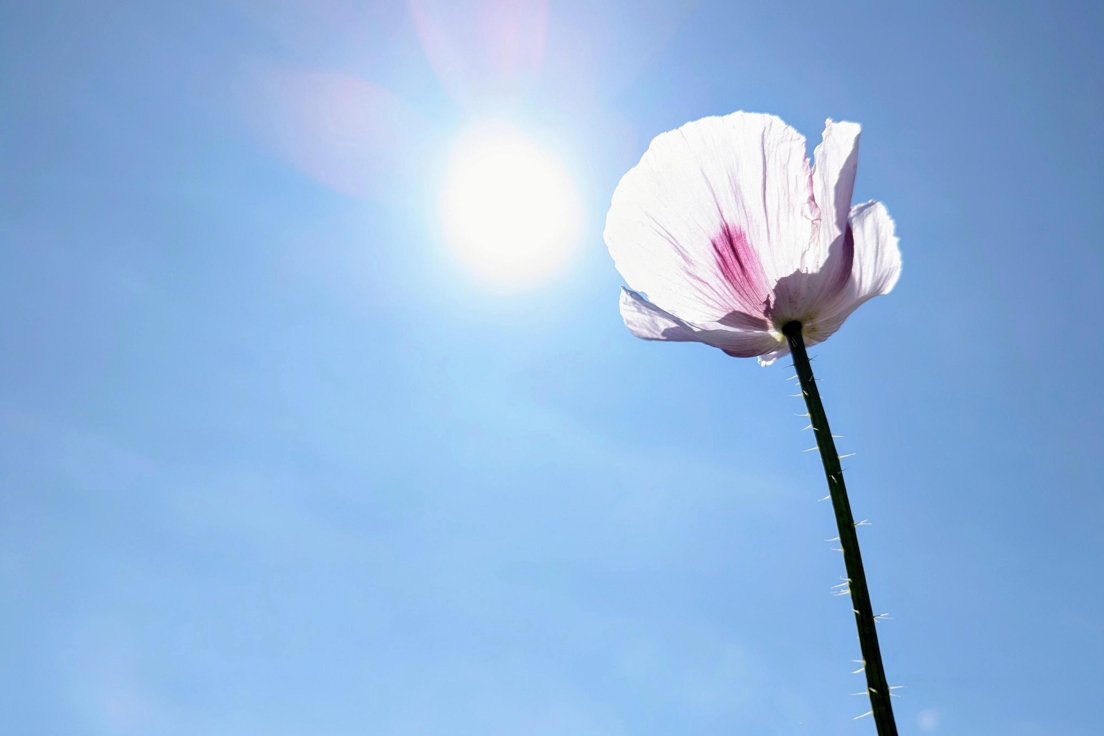 White poppy with a clear blue sky and sun in the background