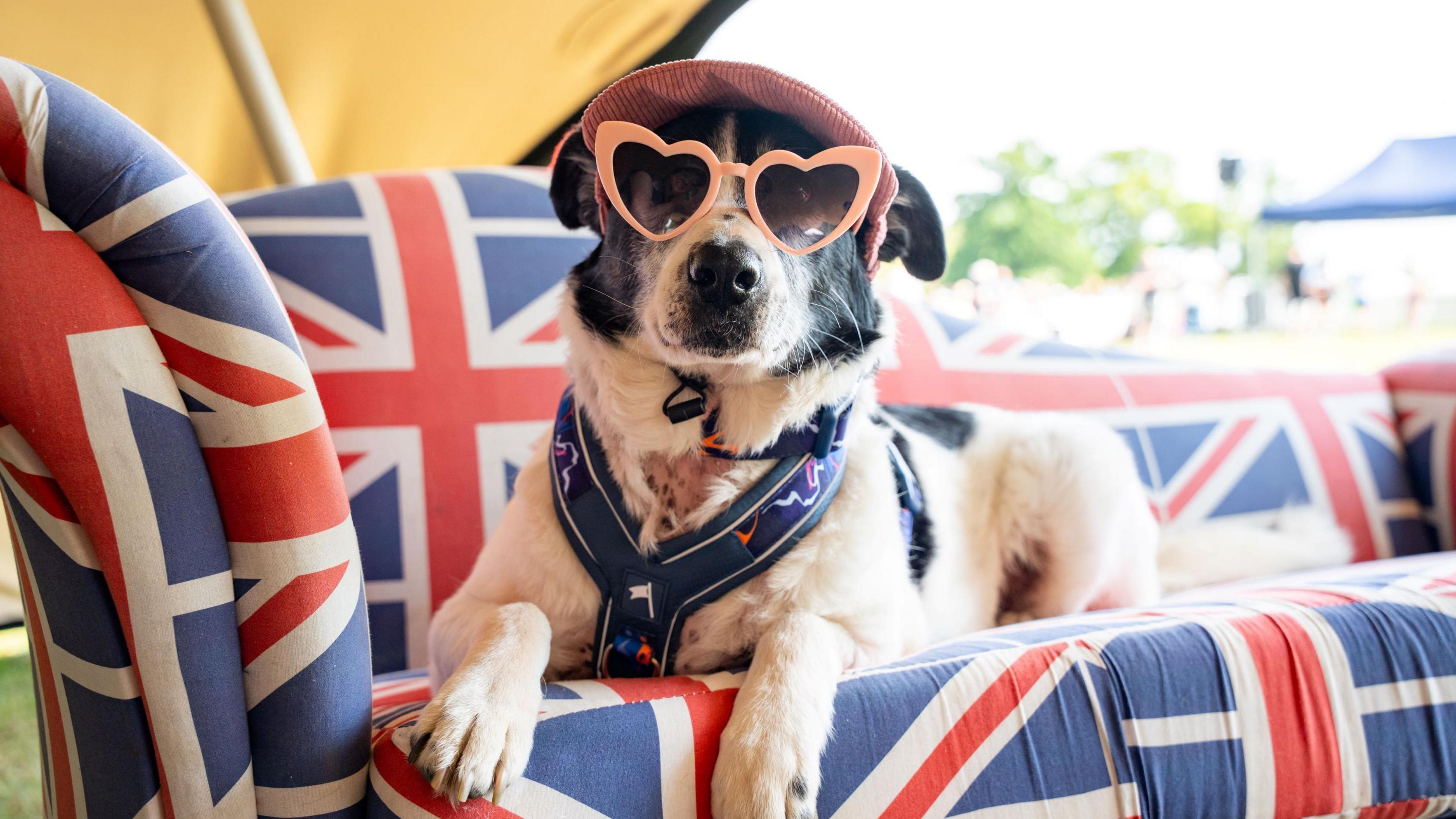 A dog sat on a union jack sofa wearing heart shaped sunglasses and a hat