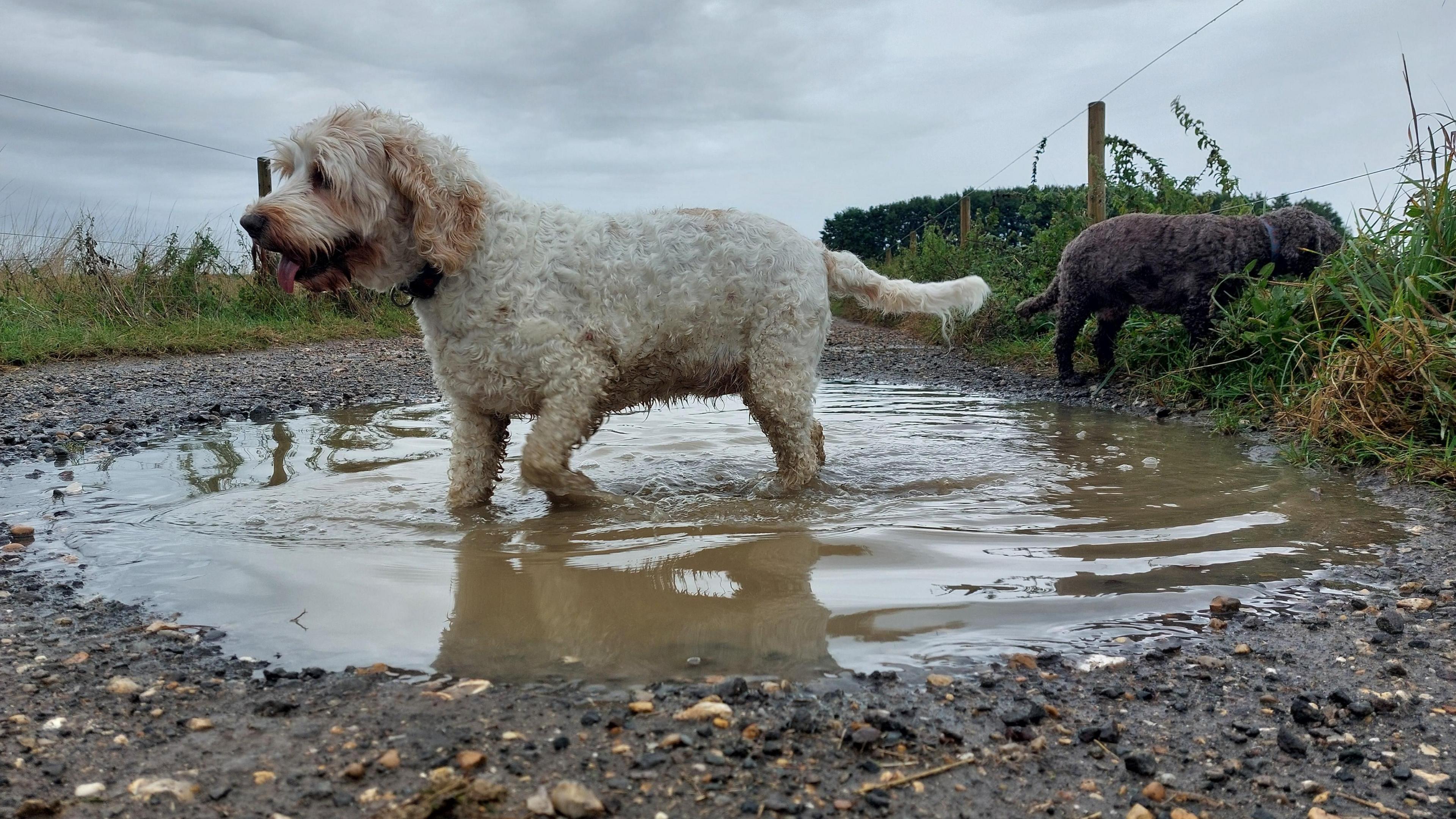 A white dog with its tongue out steps into a brown puddle on a footpath in Fareham beneath cloudy skies. 