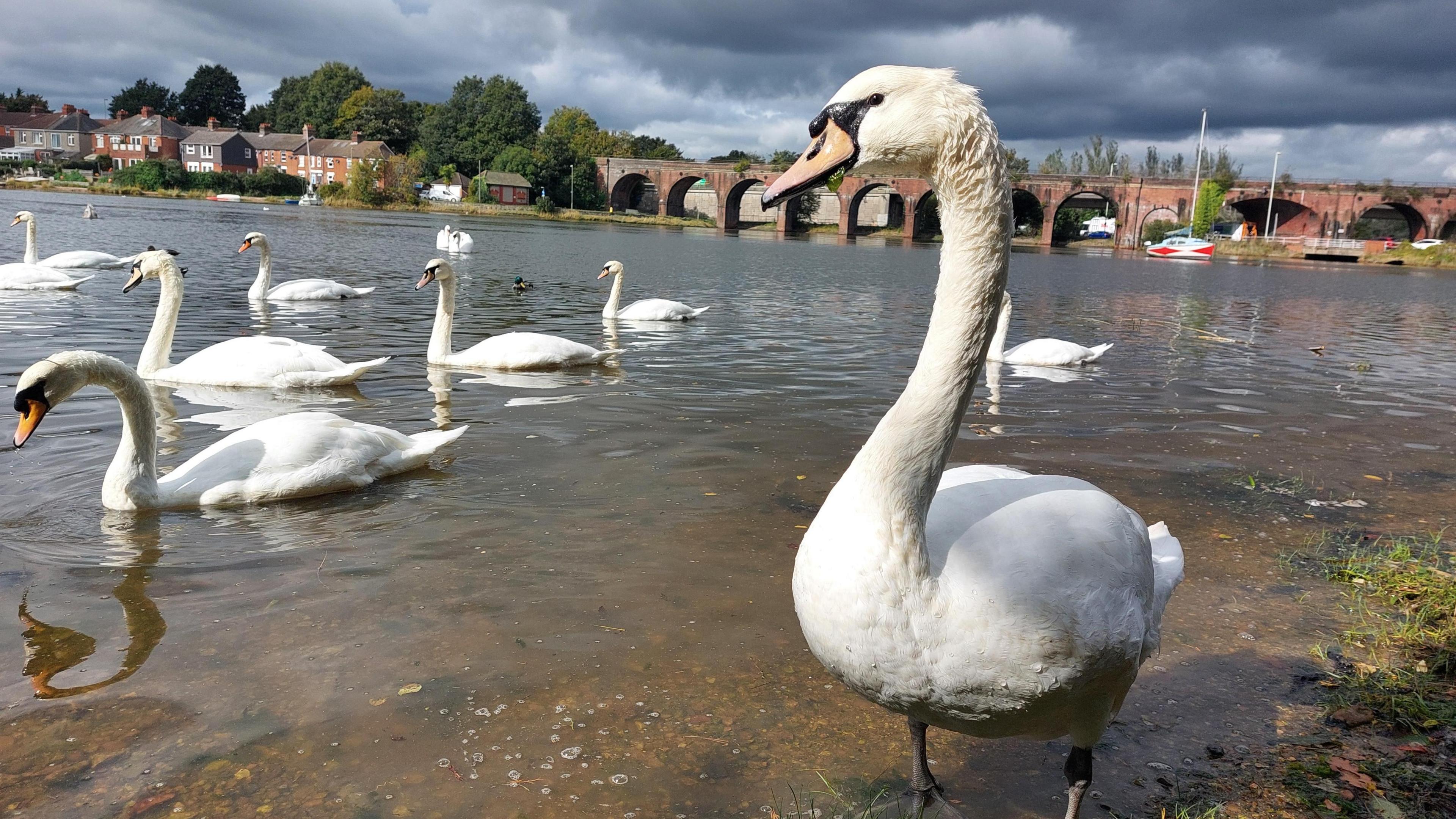 Several swans can be seen on the water. One of them is stood up in the front of the picture looking very wet. There is a viaduct in the background on a grey cloudy day