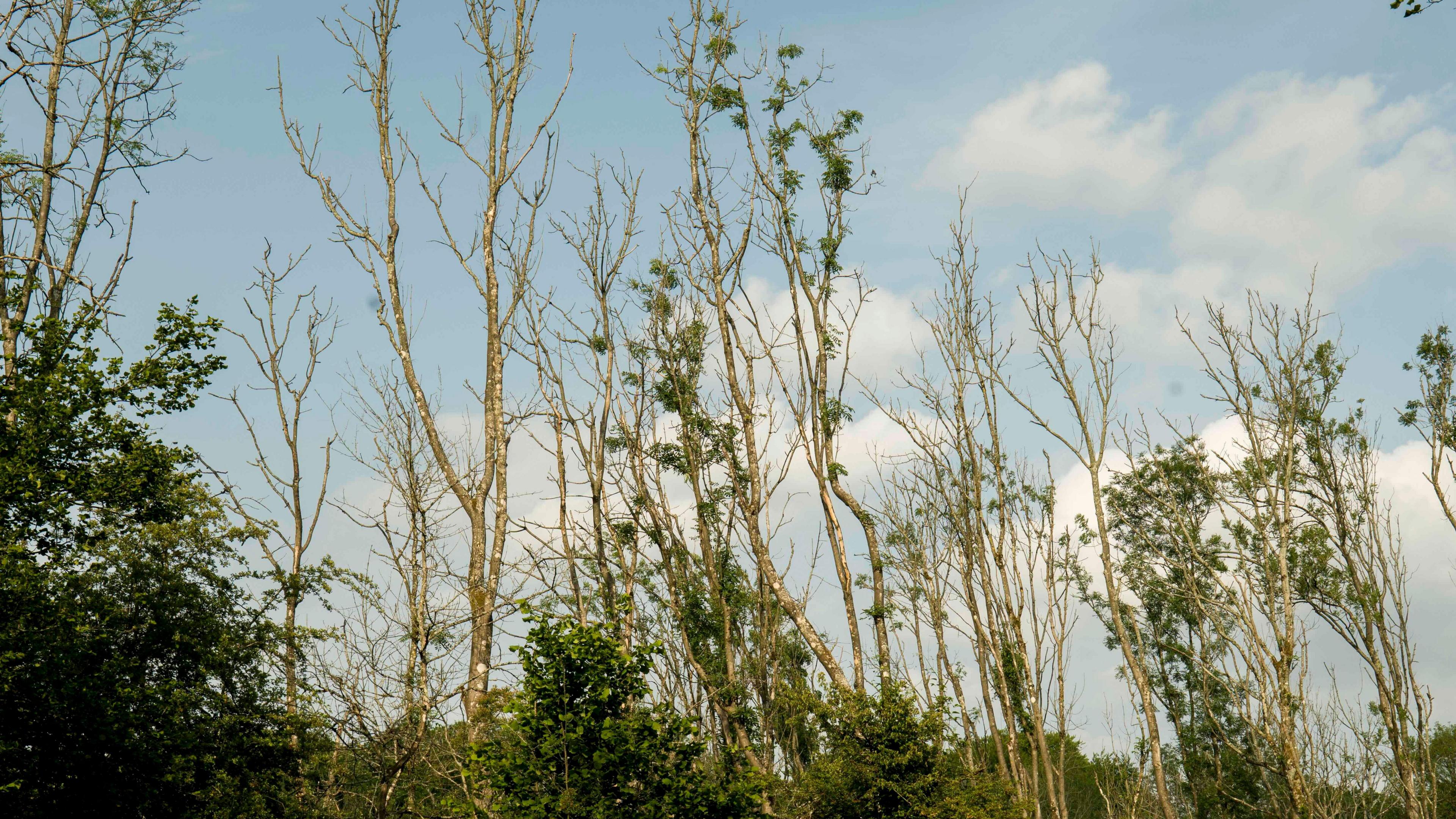 Trees are highlighted against a blue sky with white clouds. Some of the branches are covered in green foliage. Others are skeletal and stripped bare, with only the brown trunks seen.