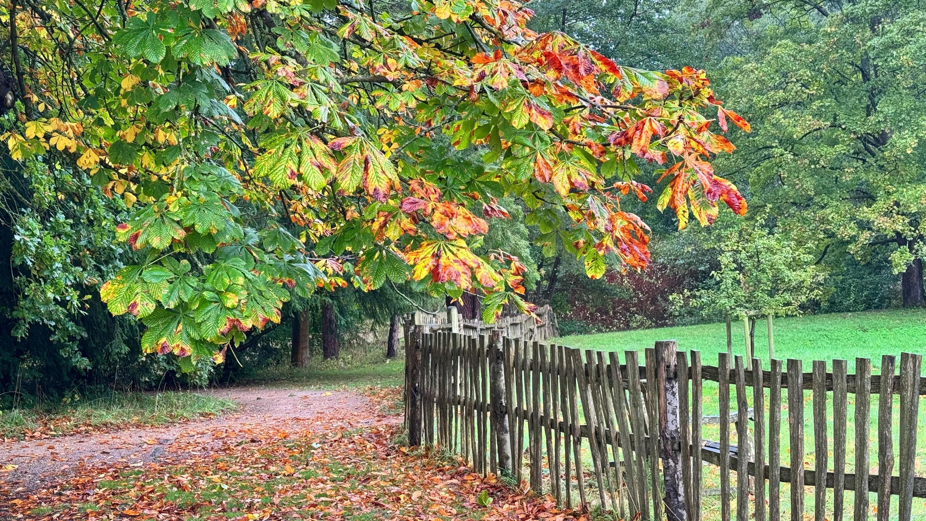 Green and red leaves on a tree hanging above a crooked wooden fence and fallen leaves on the ground.