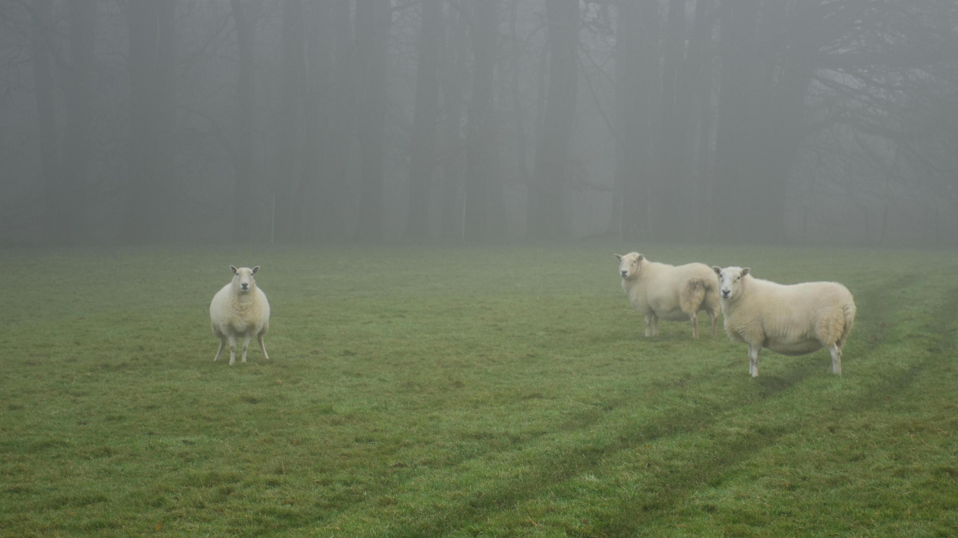 Three sheep in a field look at the camera on a foggy day. Trees can be seen in the background.