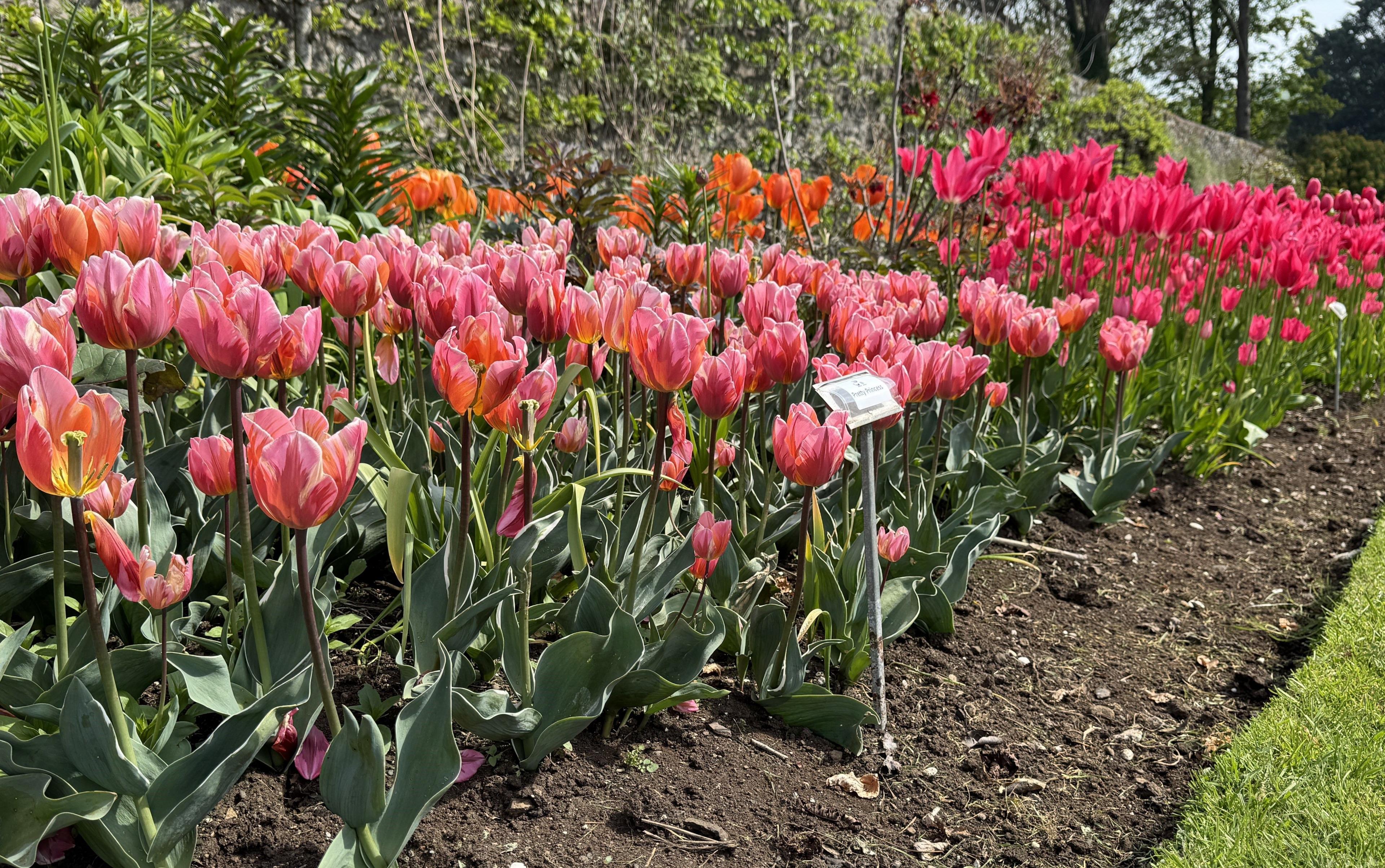 light pink, vibrant pink and orange tulips with green stems