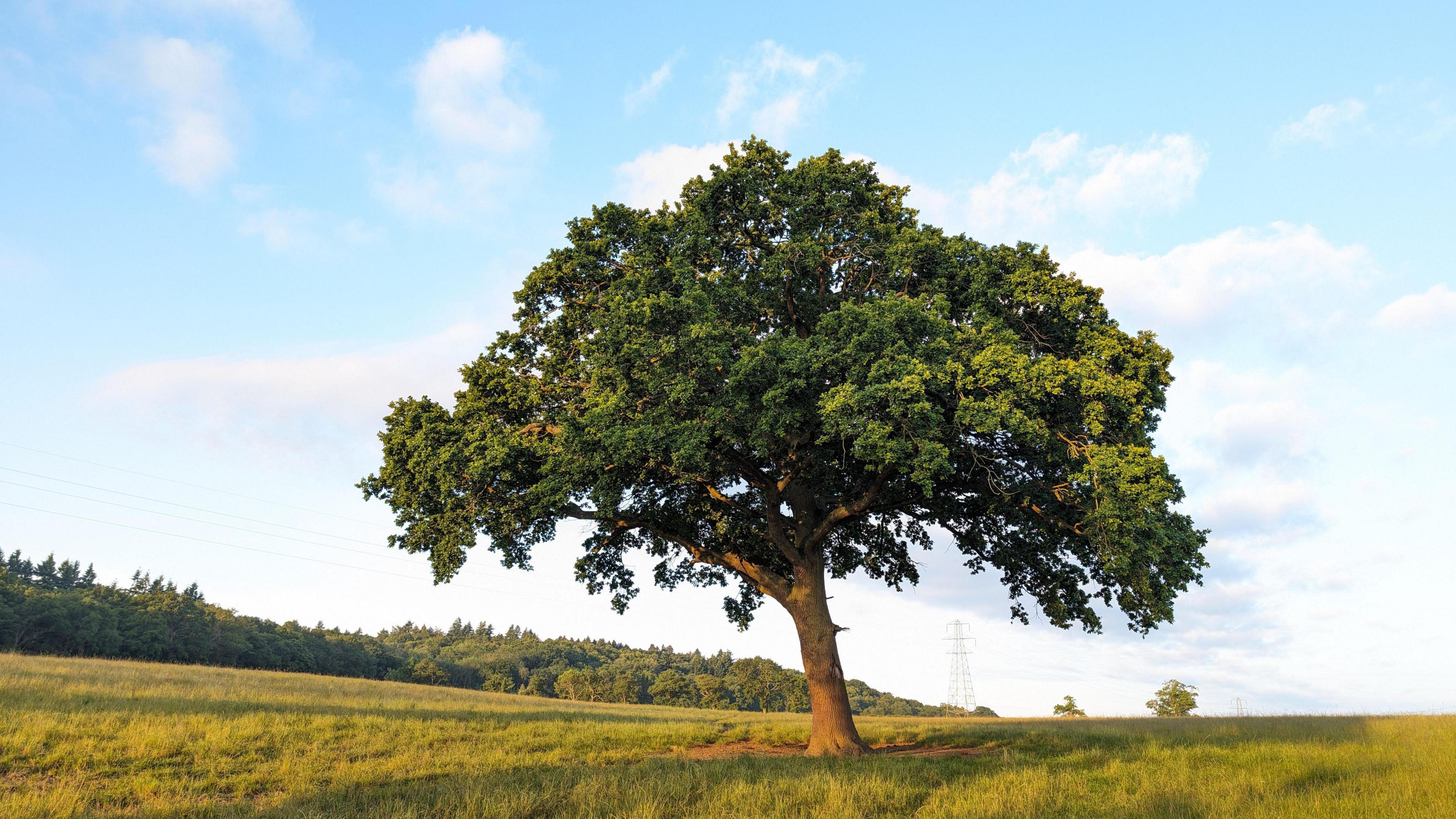 THURSDAY - A lone tree in a field at Wootton