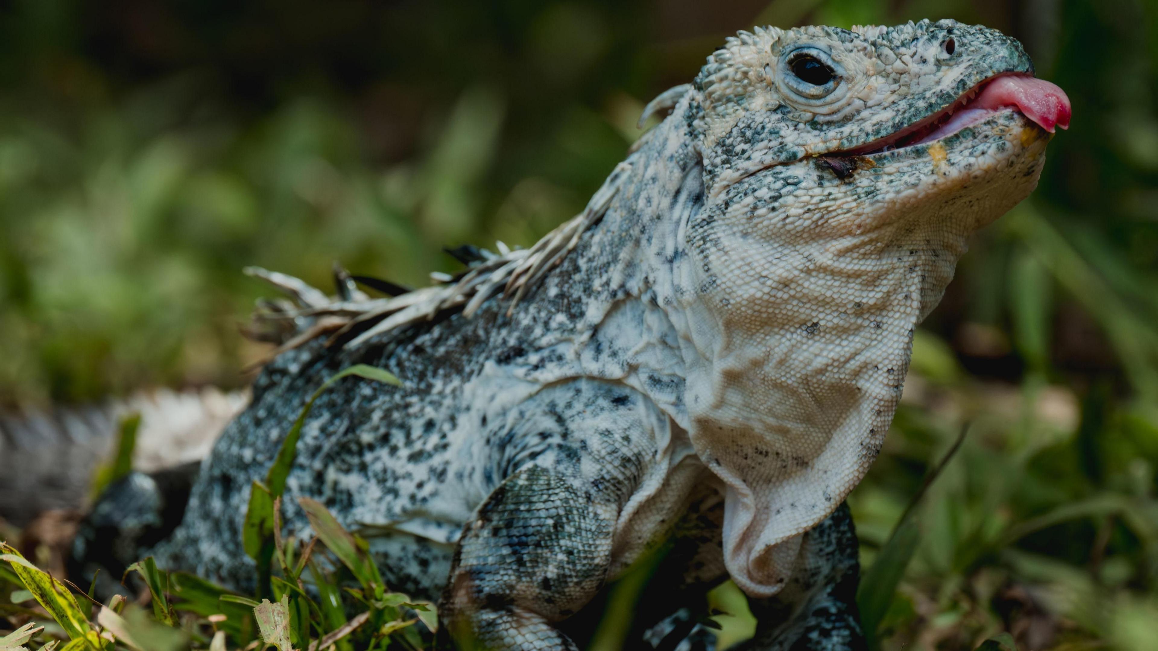 The Utila spiny-tailed iguana walks through grass. It has mottled blue and cream scales, and a forked pink tongue that sticks out, with small black eyes. 