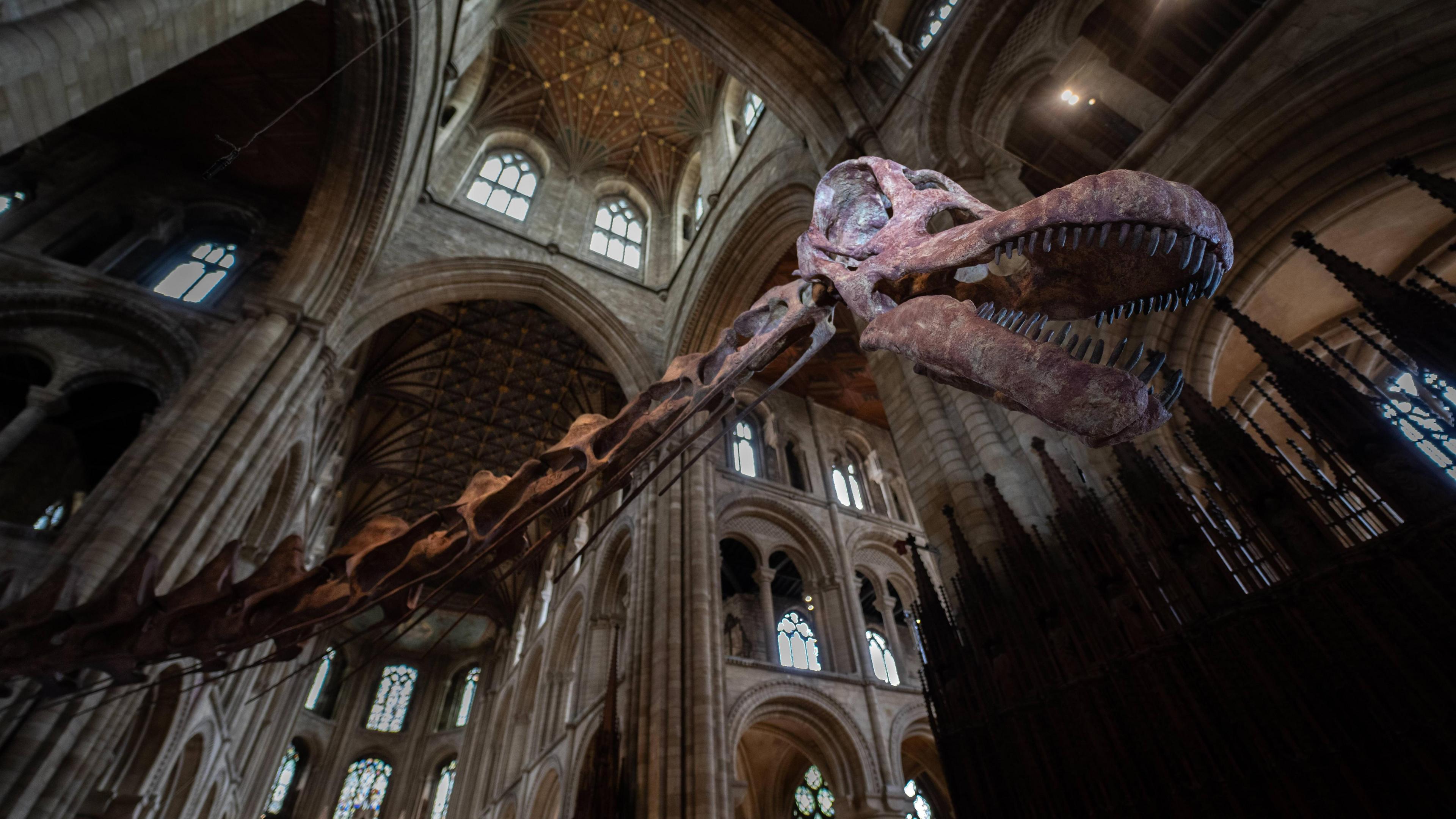 The neck and head of a Titanosaur skeleton cast is inside Peterborough Cathedral. The neck of the skeleton carries on, out of shot, towards the body of the animal round to the left of the picture and the head is on the right hand side. There are about twenty arches and windows of different sizes visible both above and below the skeleton at various levels. The Titanosaur's mouth is slightly open and its teeth are visible. The right eye socket of the dinosaur is lit and stands out in the photo. 