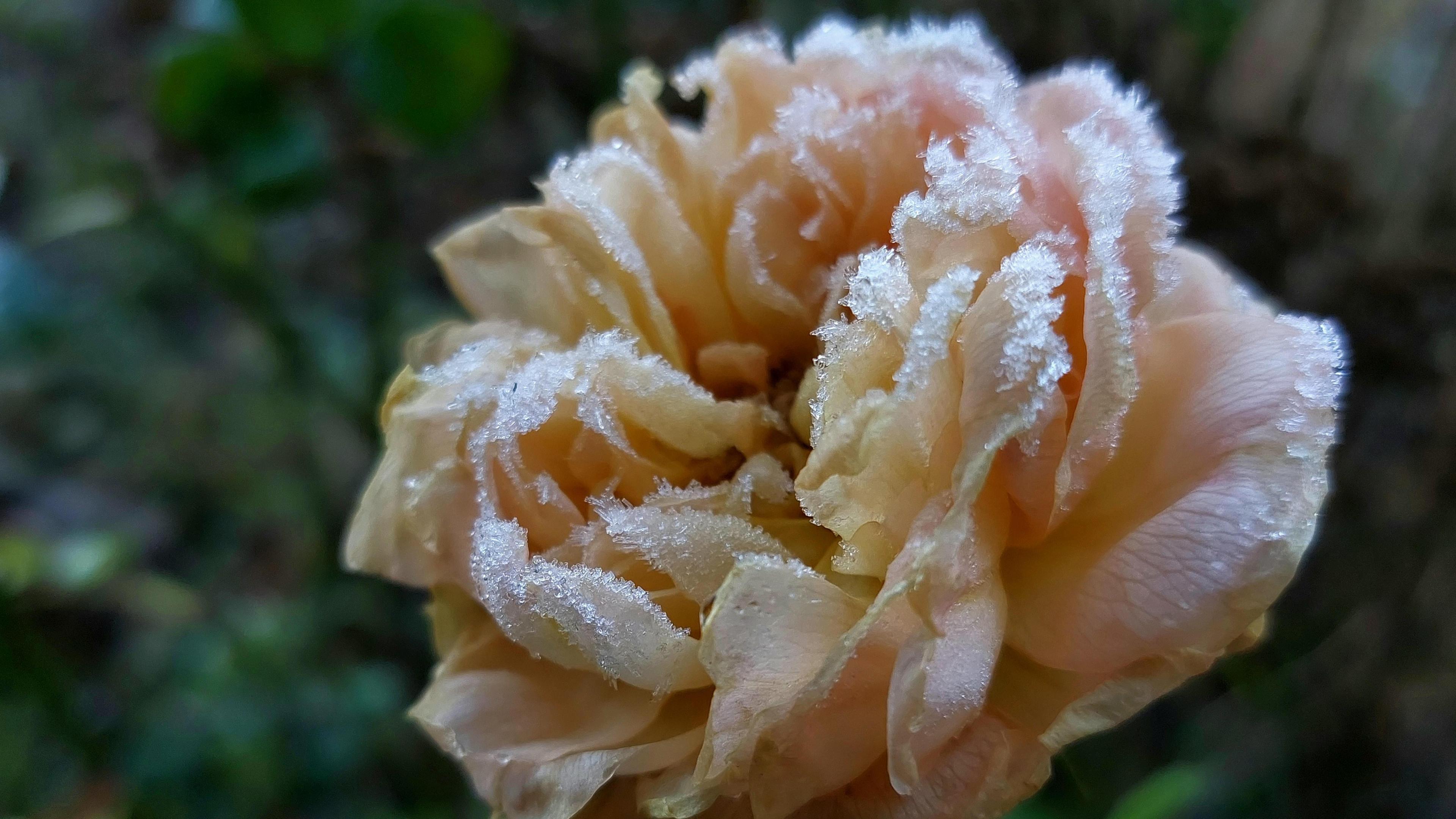 A pale peach rose is pictured with frost on the tips of its petals