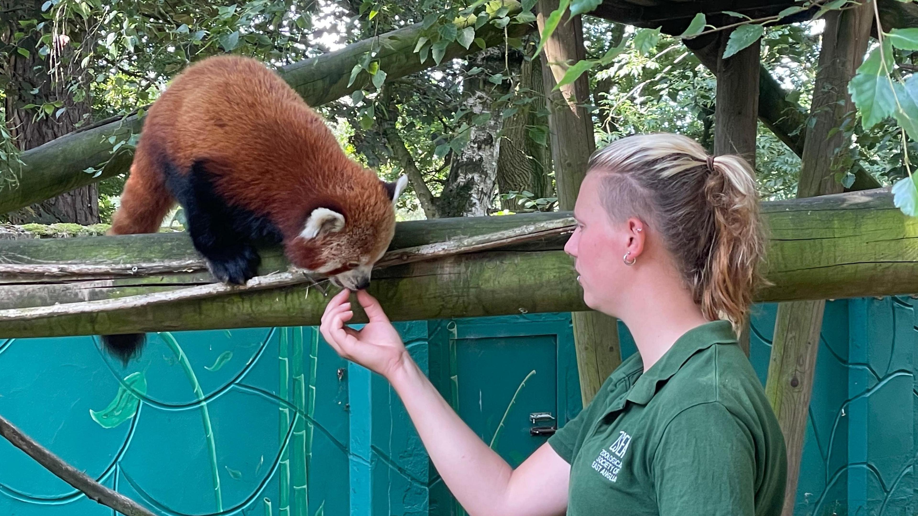 Red panda and zoo keeper