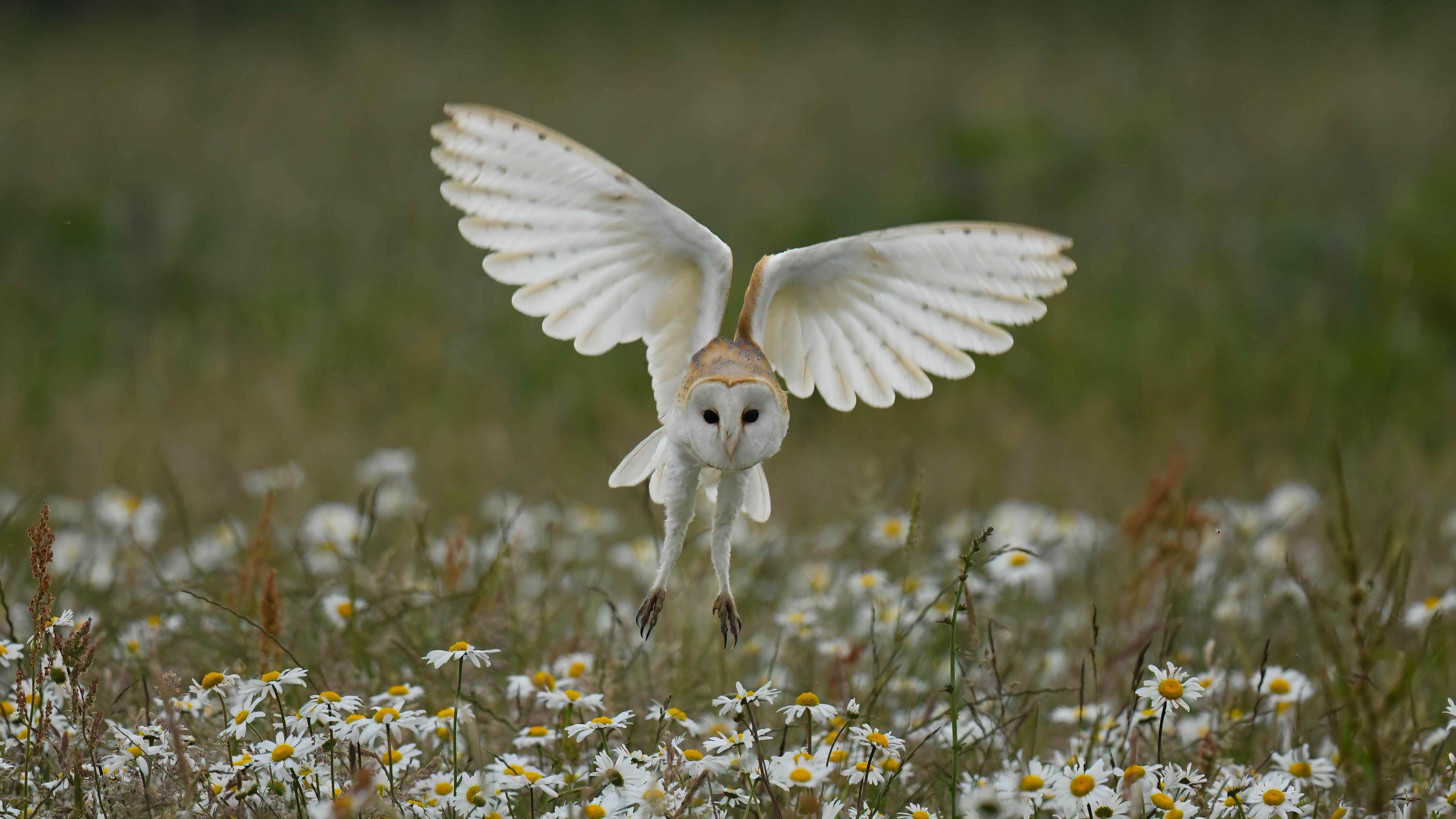 Barn owl captured flying through the sky above some white flowers and grass 