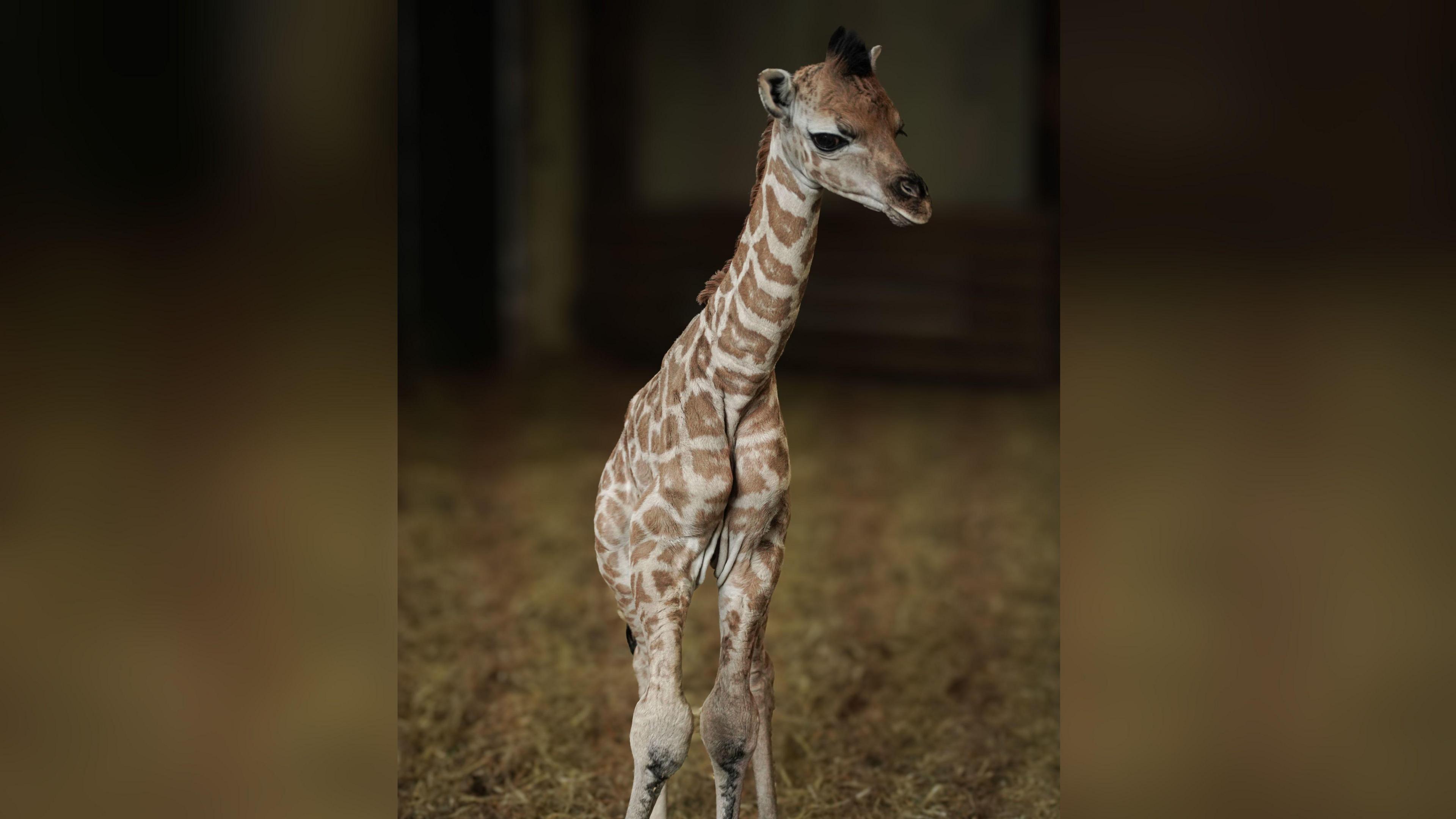 A baby giraffe standing on hay. It has beige and brown markings.