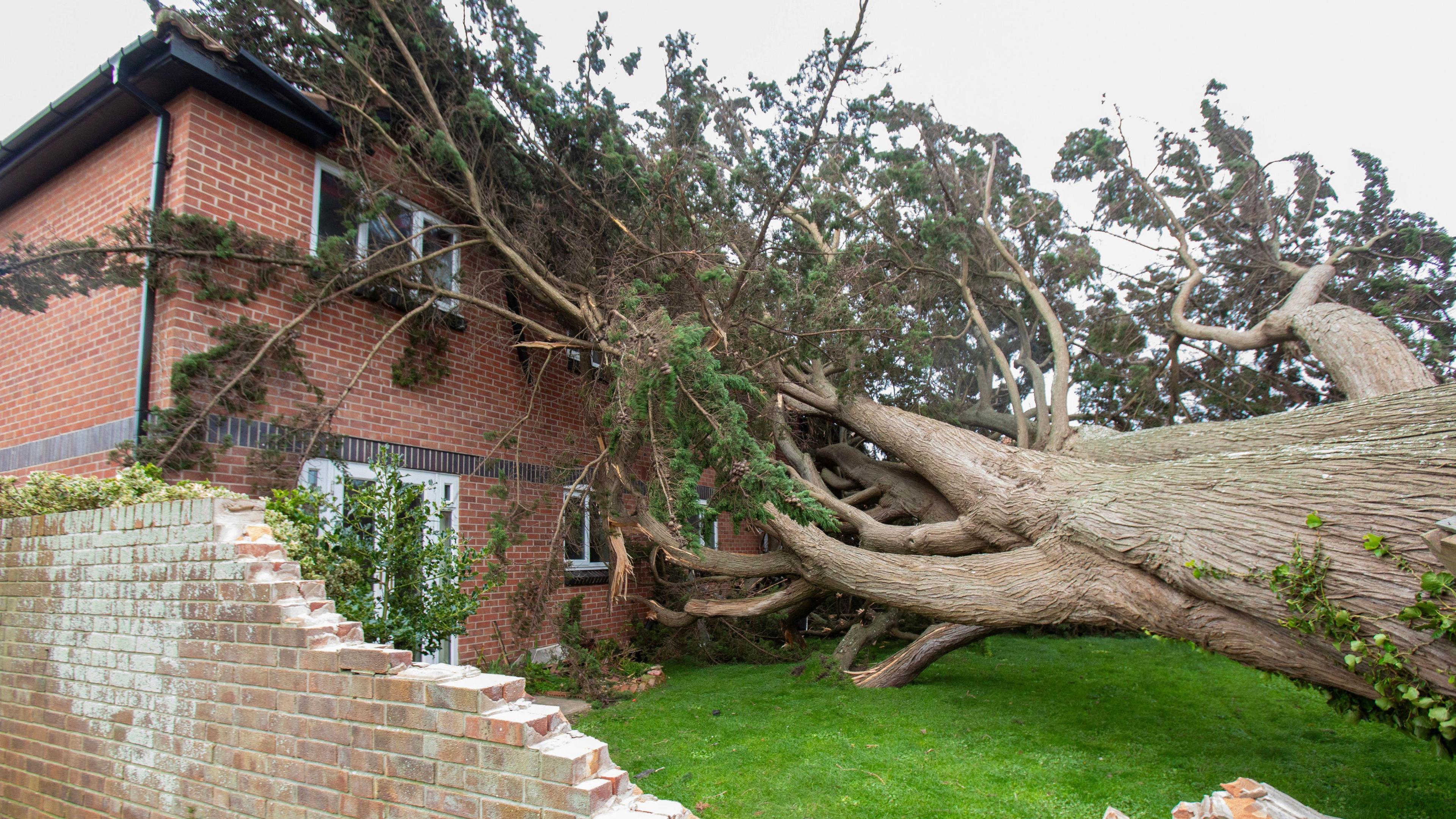 A large tree has fallen on a house with a broken brick wall in the foreground