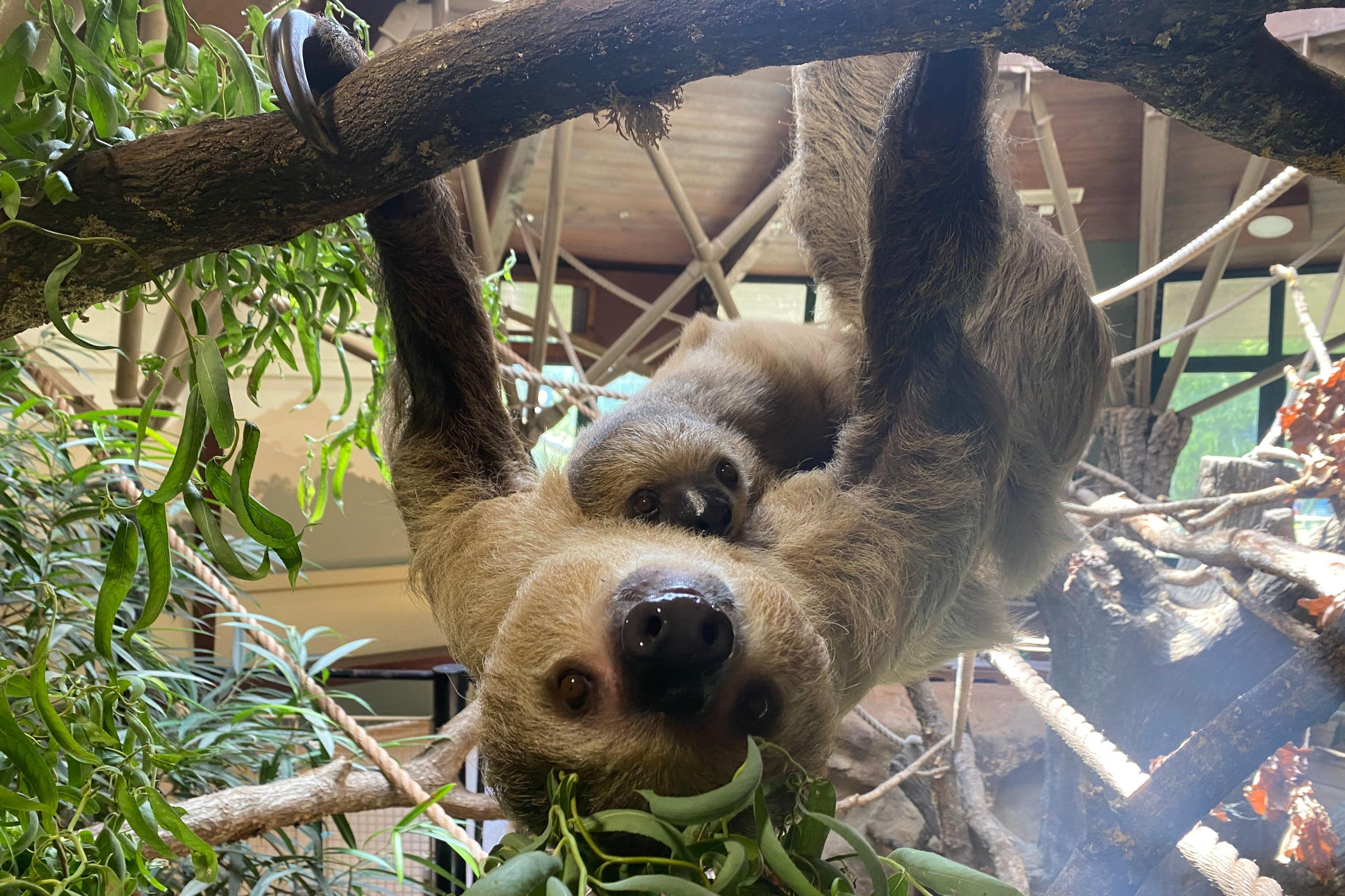 A sloth hanging from a branch in a zoo enclosure, with a baby latched to its belly.