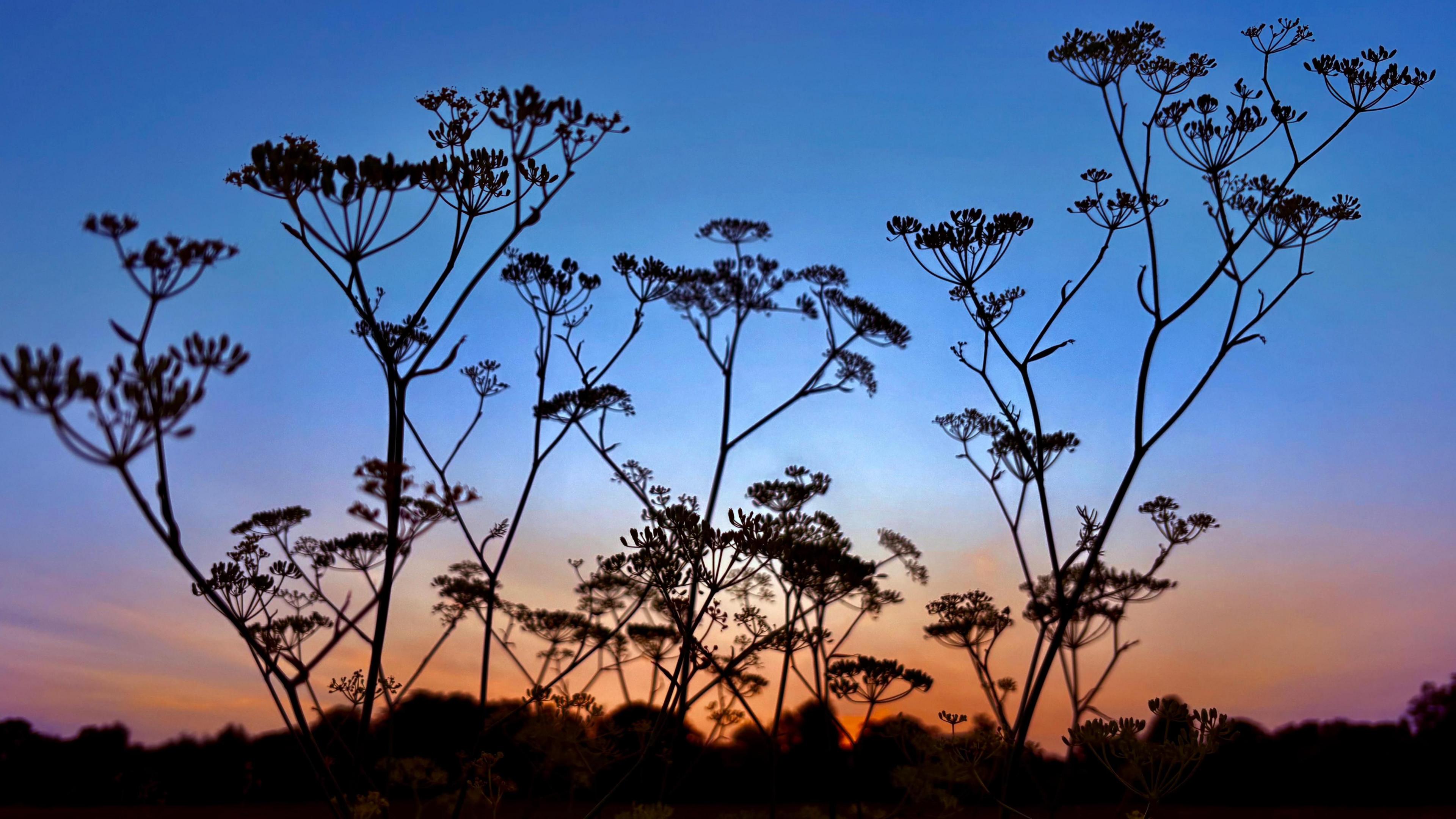 Blue sky tinged with pink and orange at dawn behind shrubbery branches 