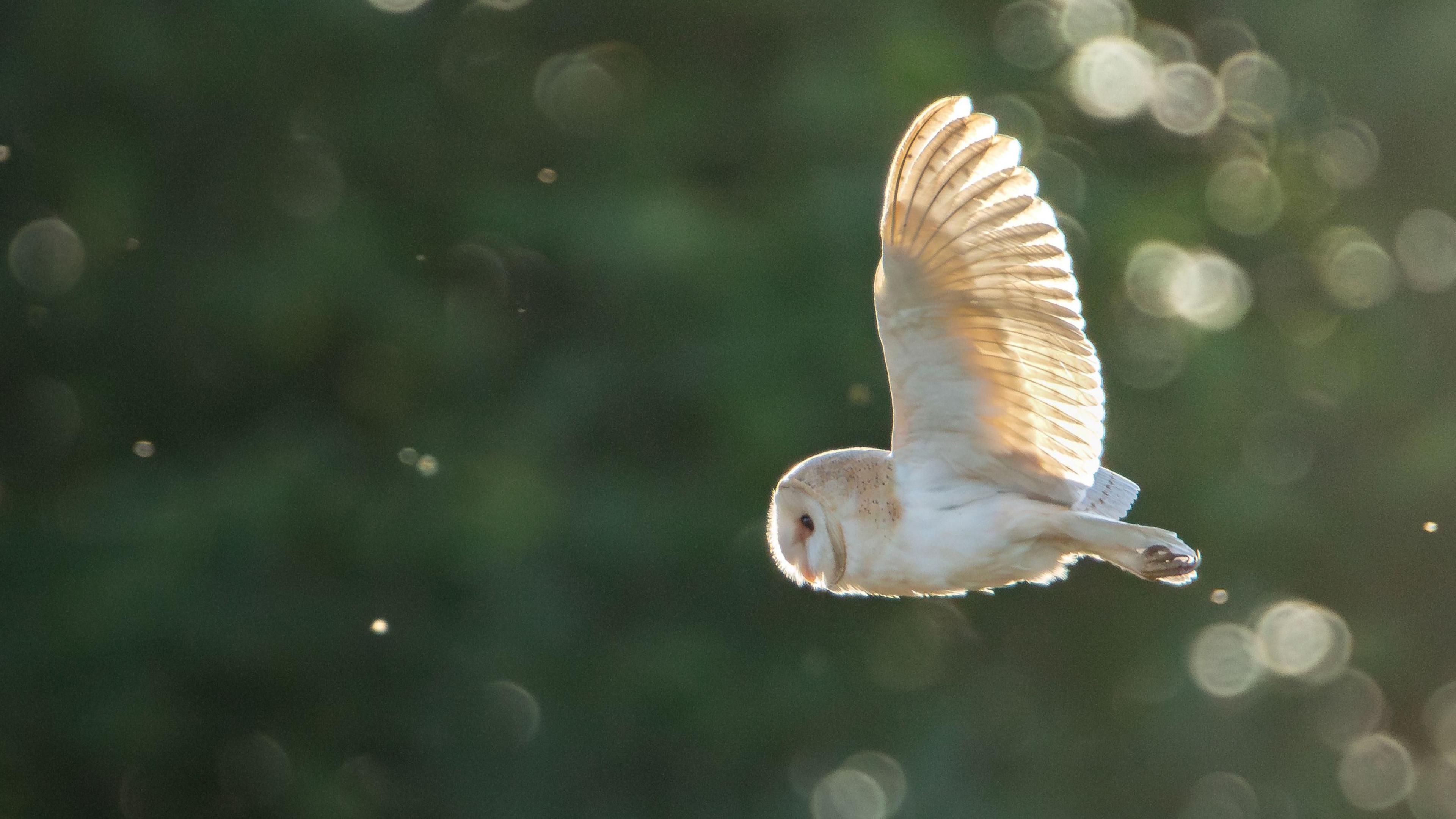 A picture taken by Liam Pinchen of an owl in flight.