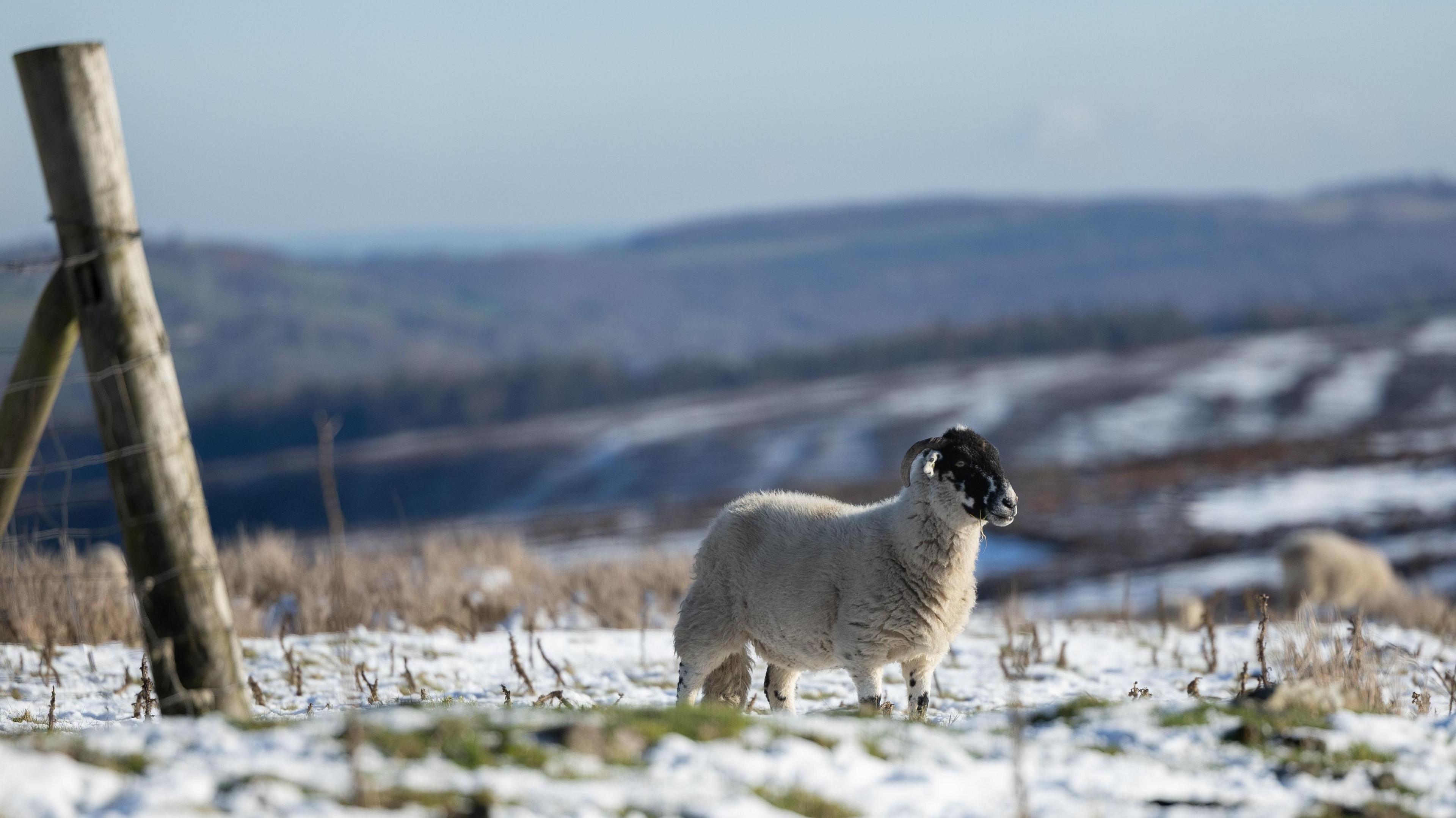 A sheep grazes in a snowy field