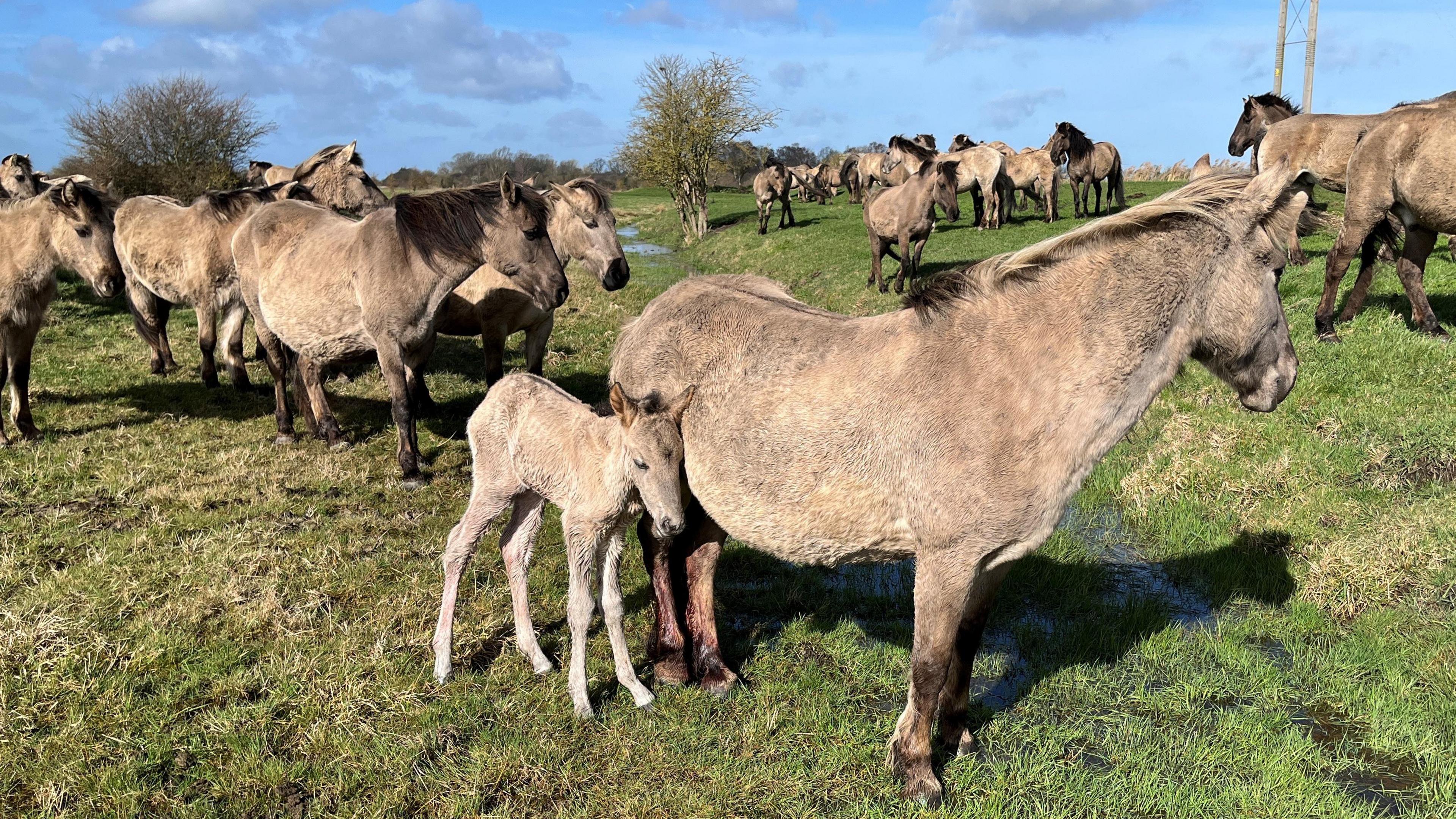 First foals of spring 2023 at Wicken Fen, Cambridgeshire