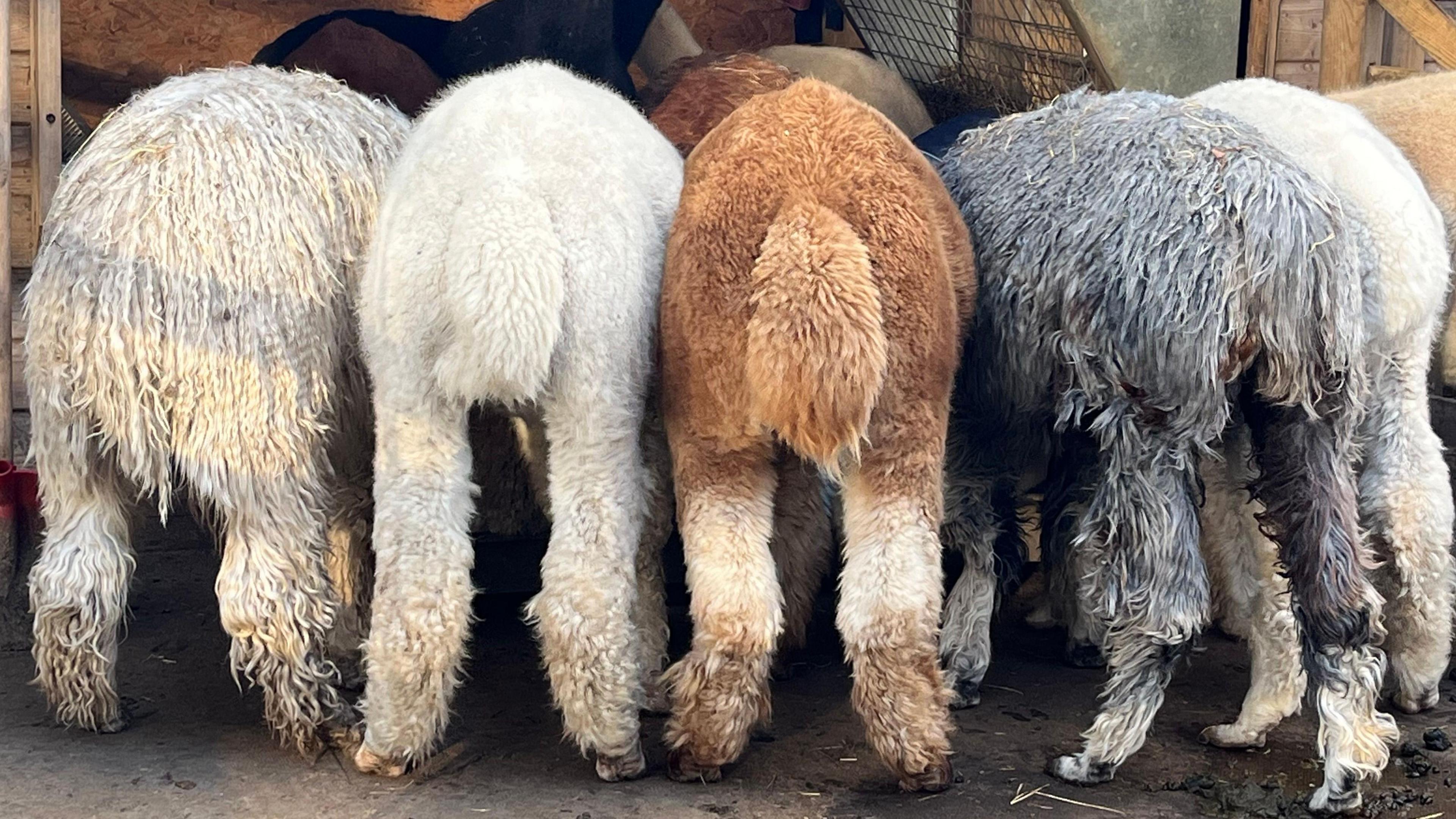 Five alpacas pictured from behind. Three are white, one is light brown and the other is grey.