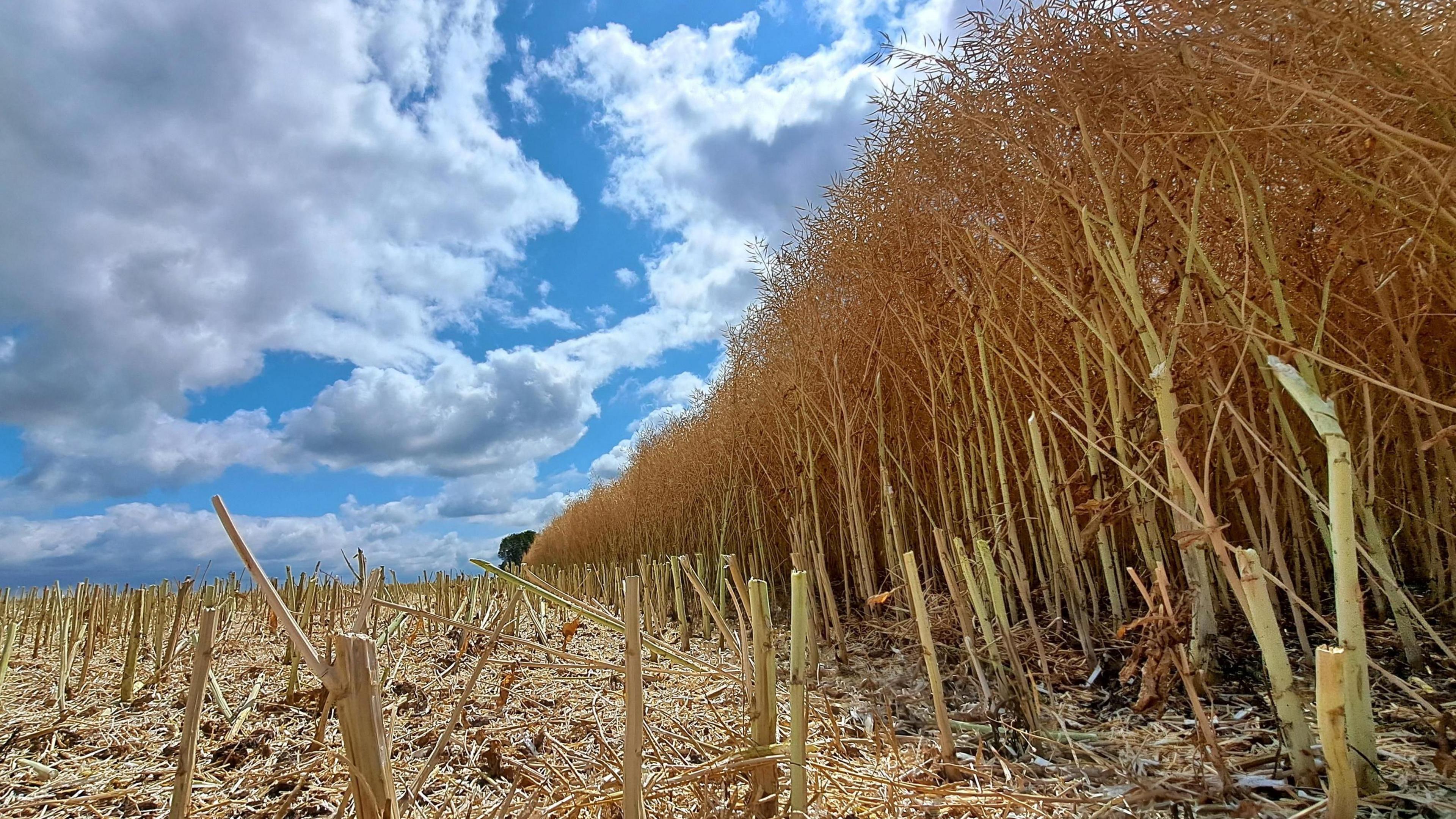Another shot taken from the floor of a partly harvested field near Wolverhampton. The cut dry brown stalks on the left are cut close to the ground, while the plants on the right have yet to be cut and look tall because of the angle of the photo. There is a blue sky in the background largely covered by white clouds