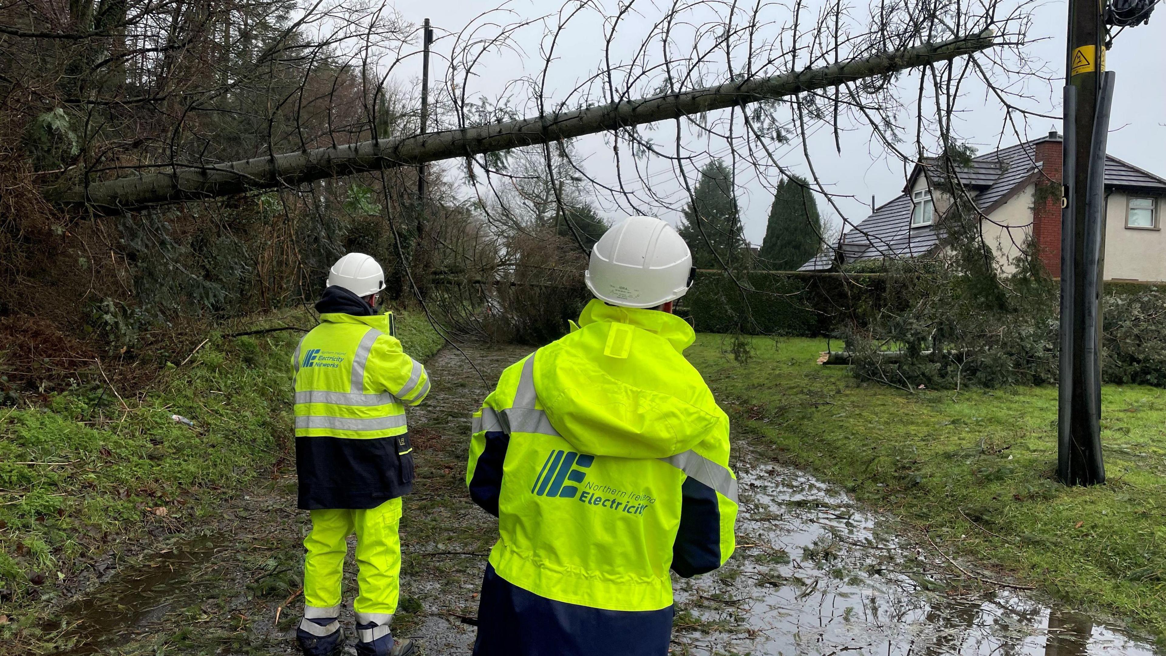 Electricians look at a tree that has hit a power line.