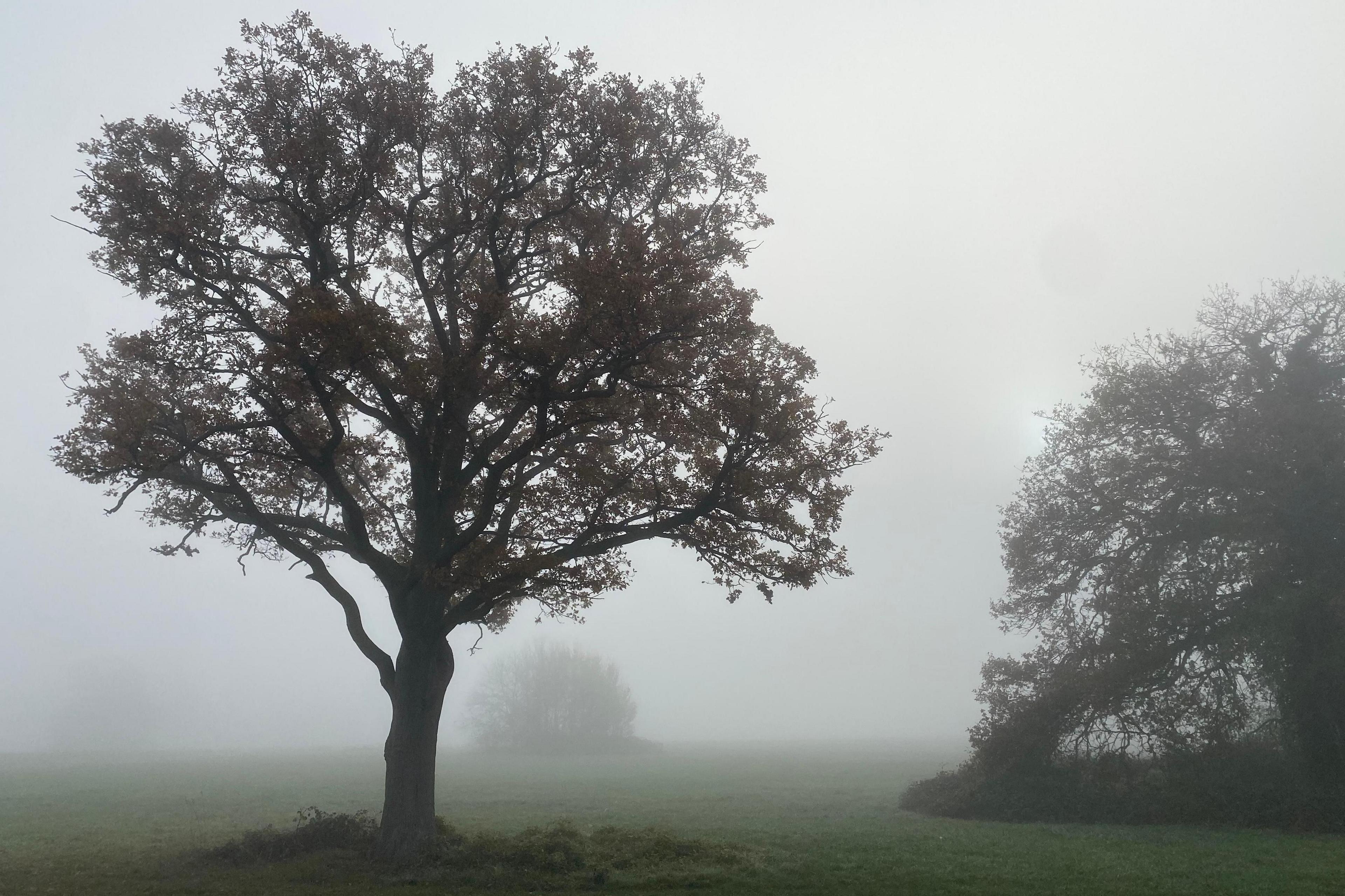 A tree stands out among grey mist in a field. There is one shrouded in mist in the background, and another to the left, both possibly have fallen.