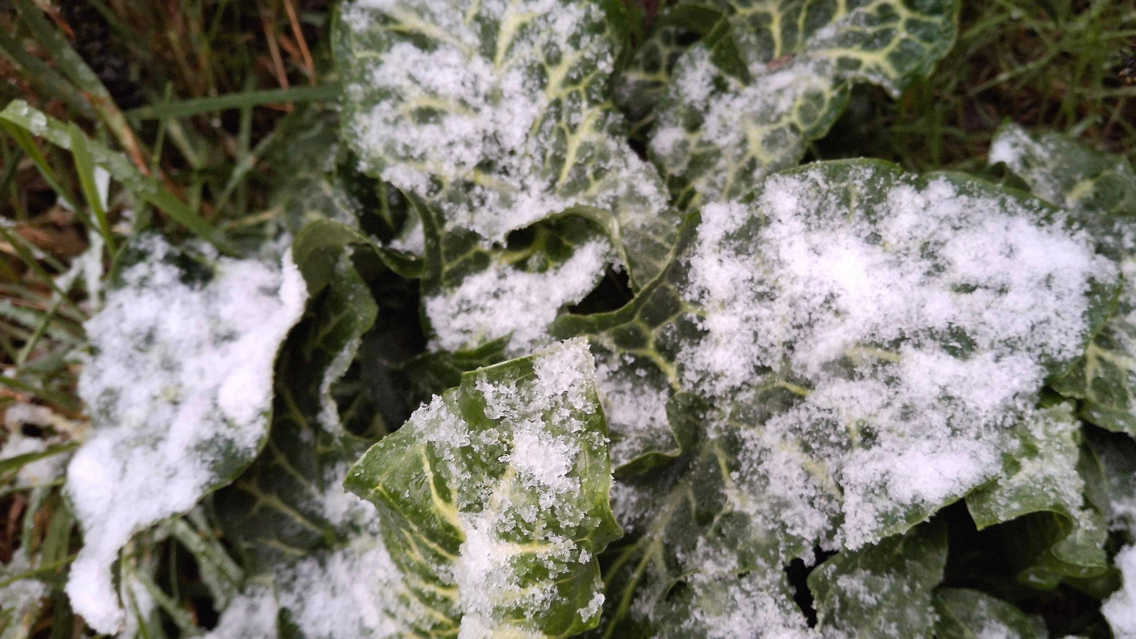 Plant in a garden covered with icy snow