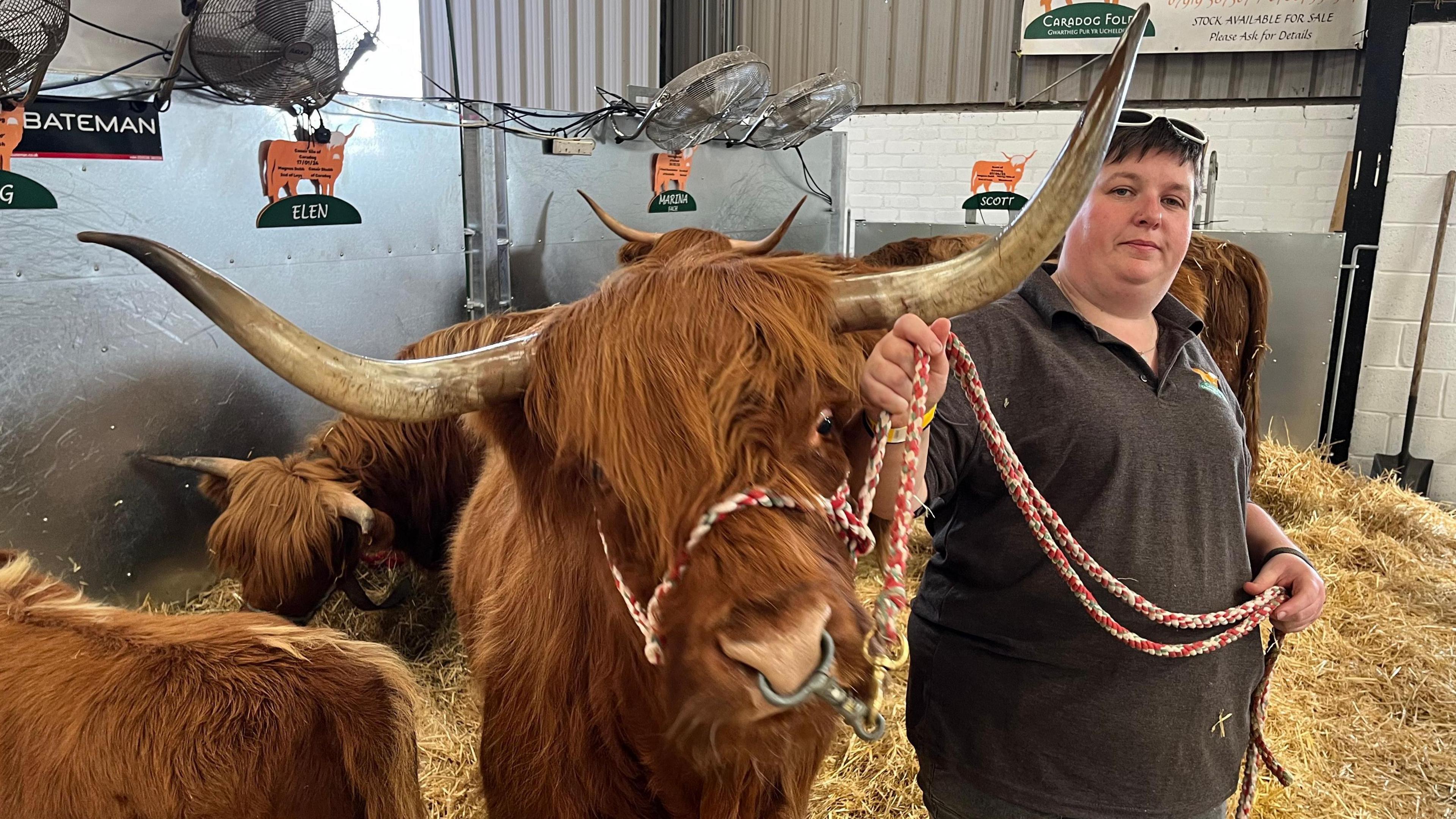 Y ffermwraig Rhian Thomas, mewn crys du a gyda gwallt brown byr a sbectol haul ar ei phen, gydag un o'i gwartheg ucheldir mewn sied ar faes Sioe Môn. Mae cyfres o ffaniau ar y wal tu ôl iddyn nhw sy'n oeri'r tymheredd ar gyfer y da byw.