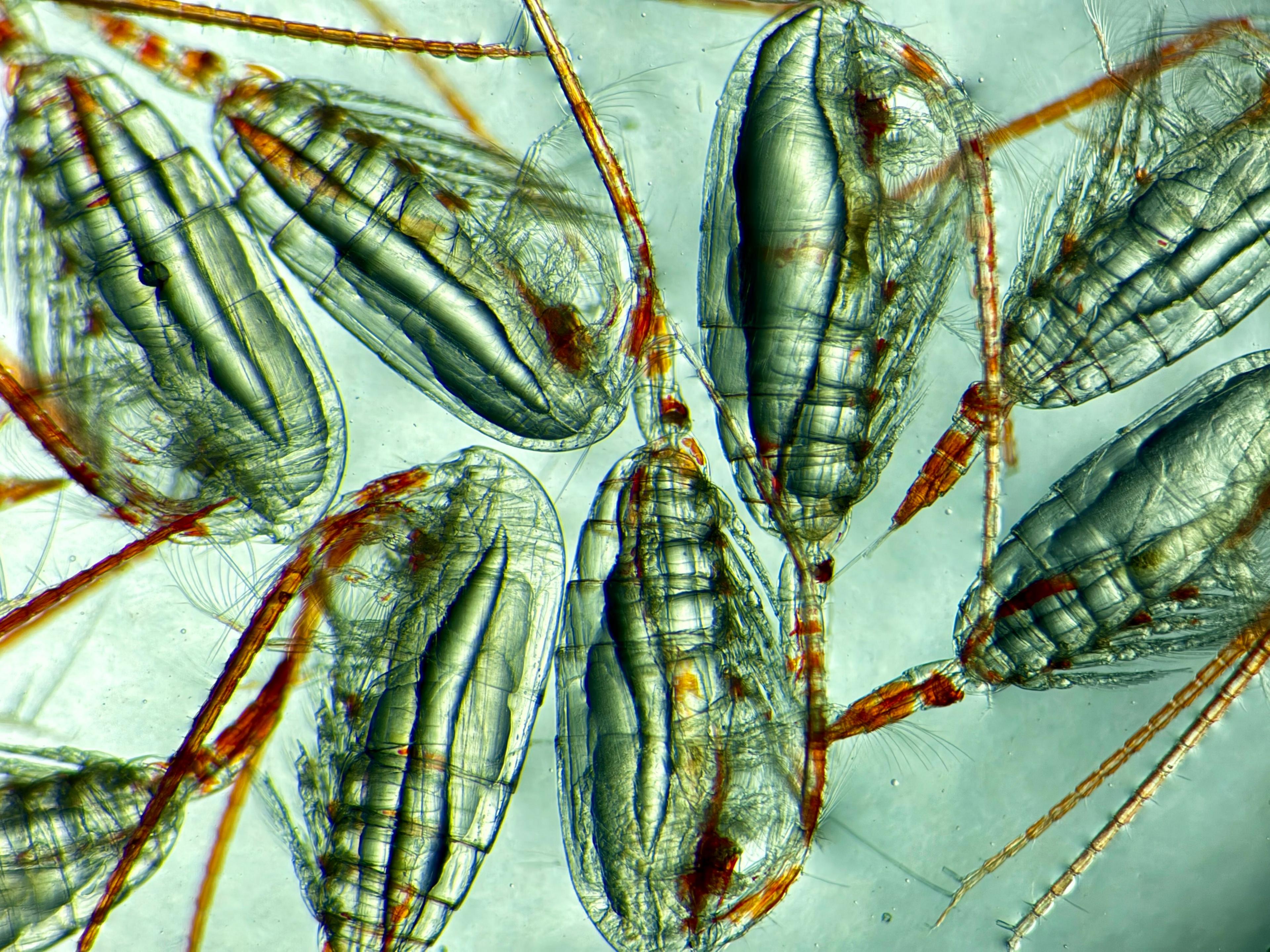Female copepods (Calanus simillimus) displaying variable quantities of lipid (fat) reserves – the clear cigar shaped ‘bubble’ within their bodies. Body length approximately 4mm.