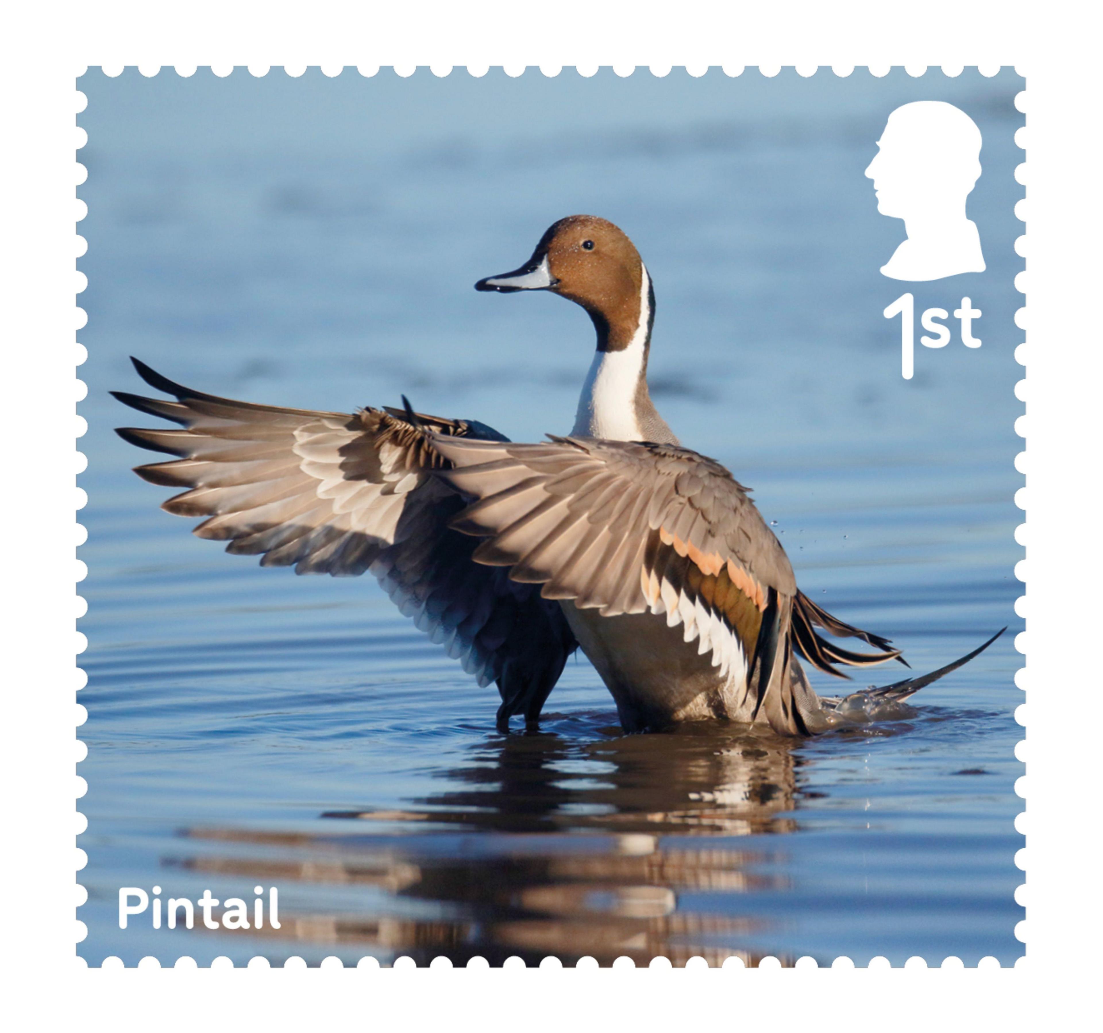 Stamp showing a Pintail duck.
