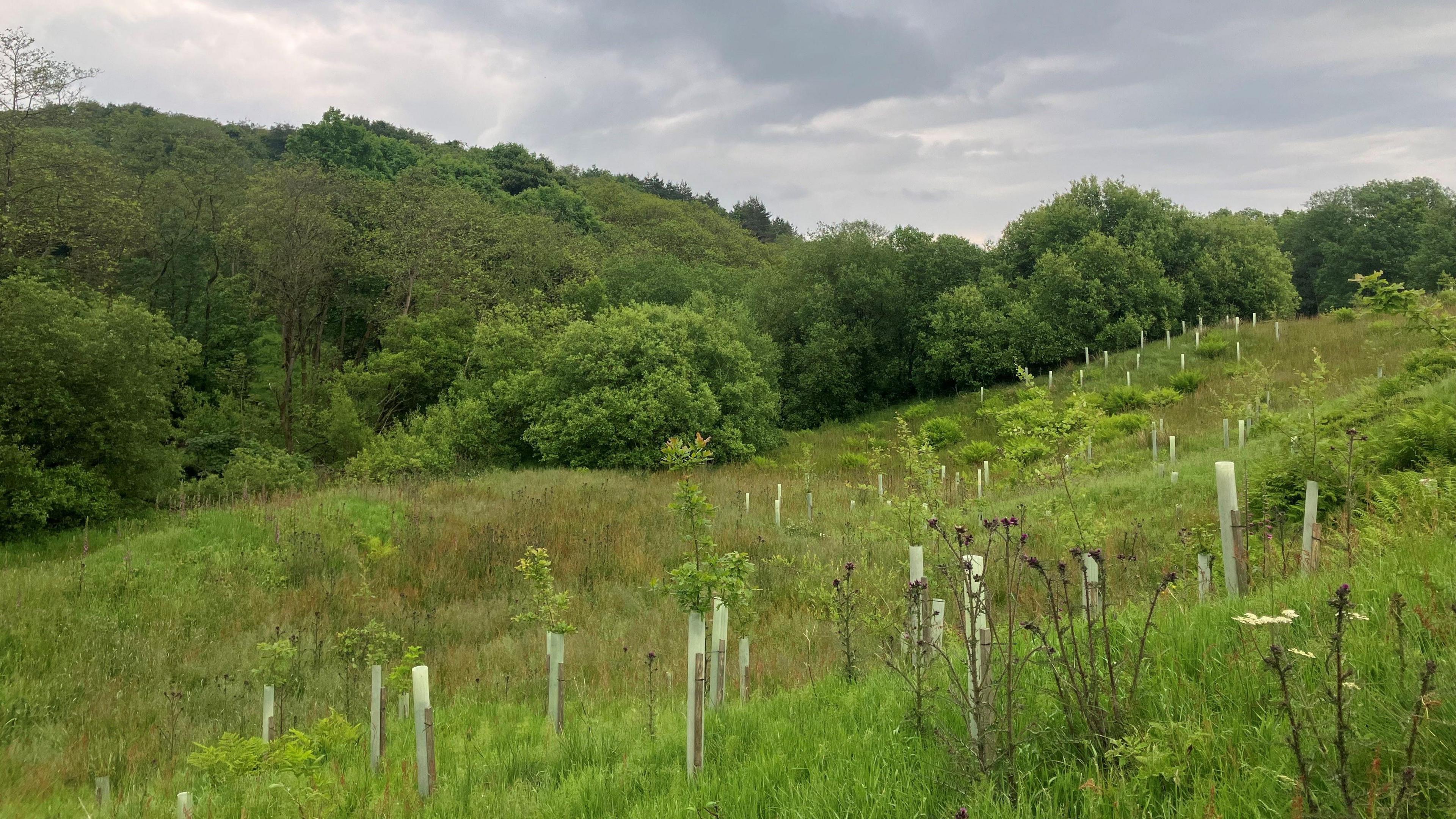 Landscape of the Smithills Estate