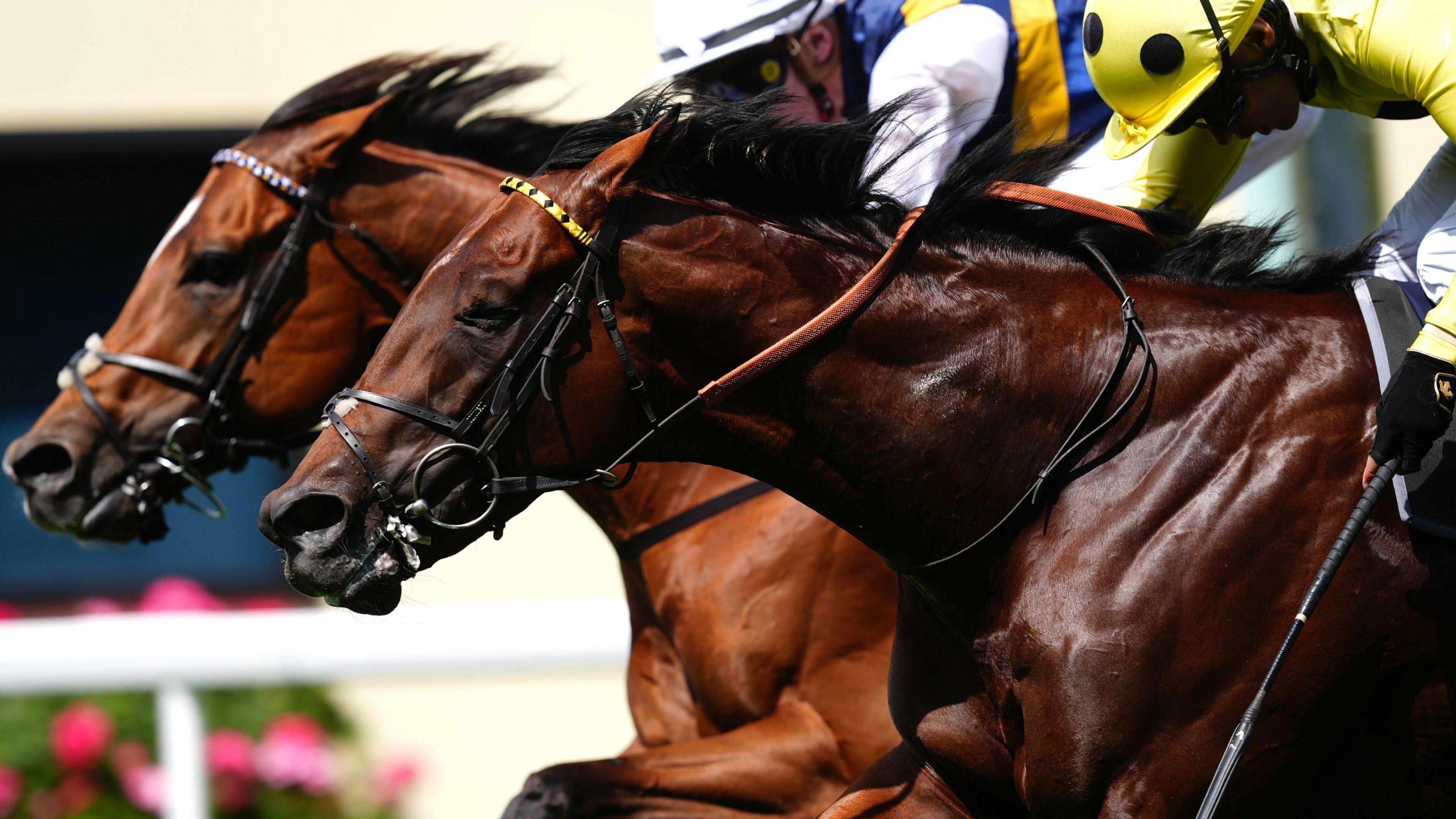 Docklands beats Rosallion by a nose at Royal Ascot