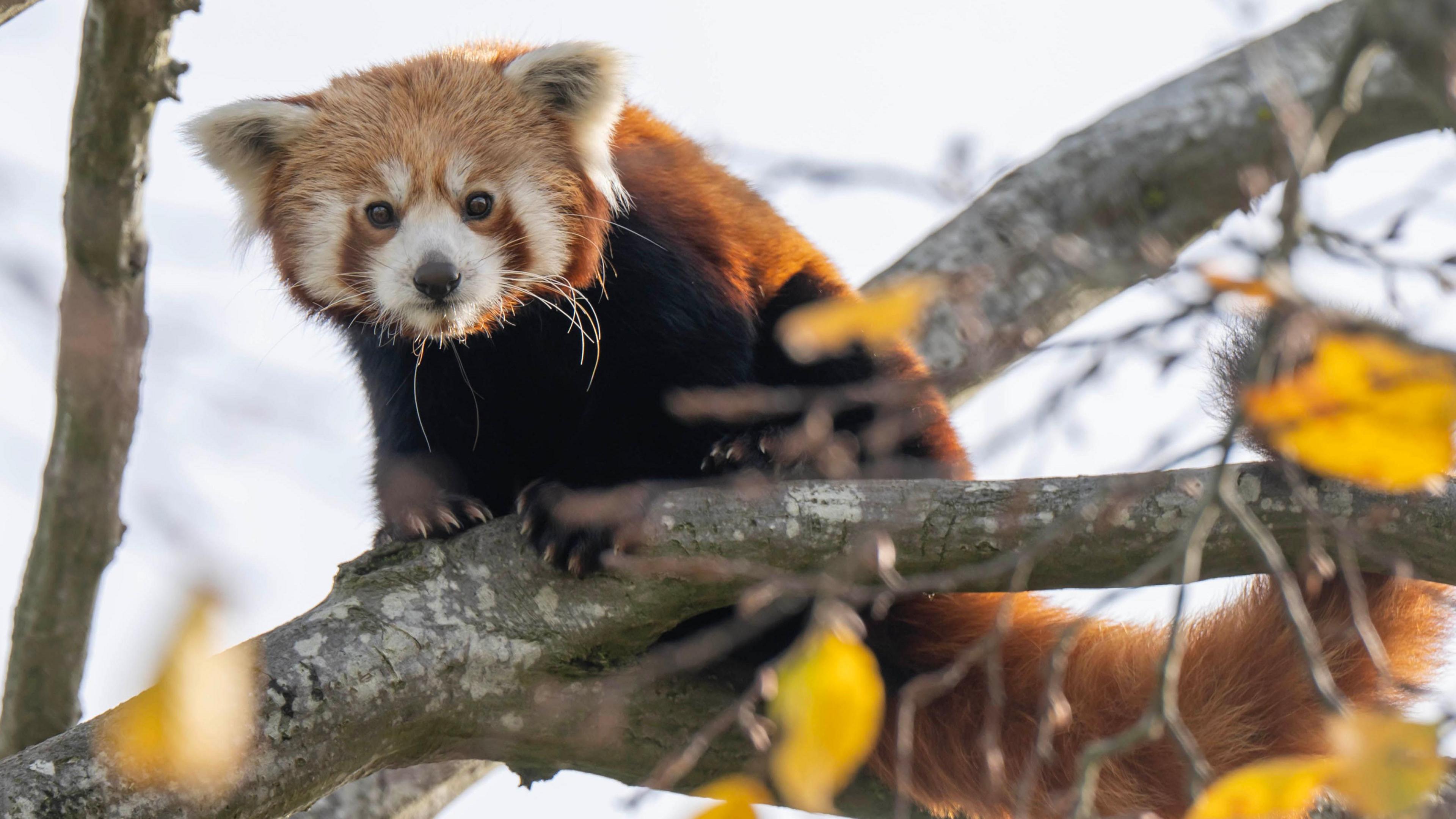 A red pands sits on a tree branch