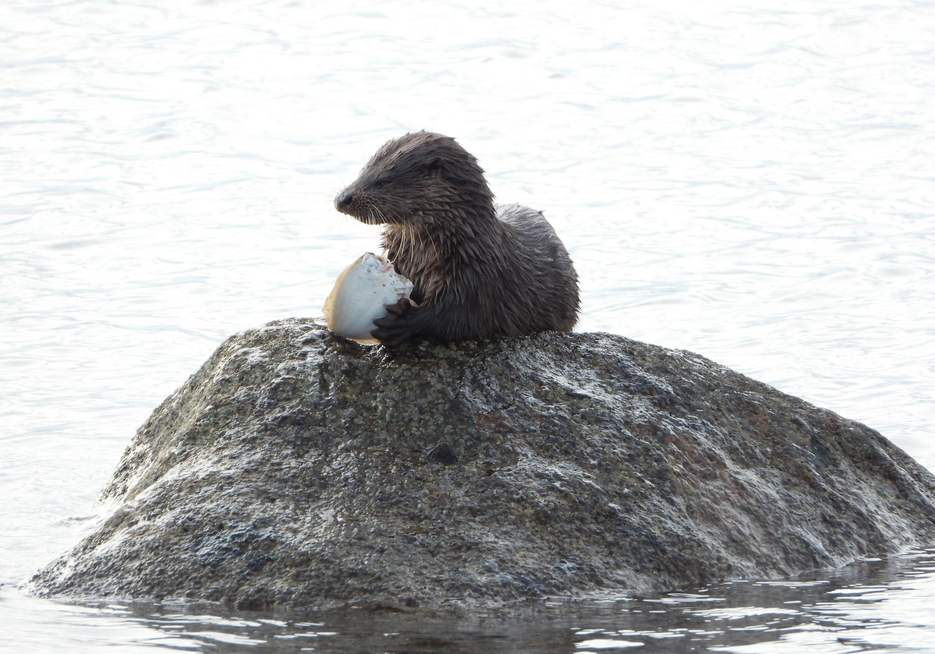 Otter on a rock in the water