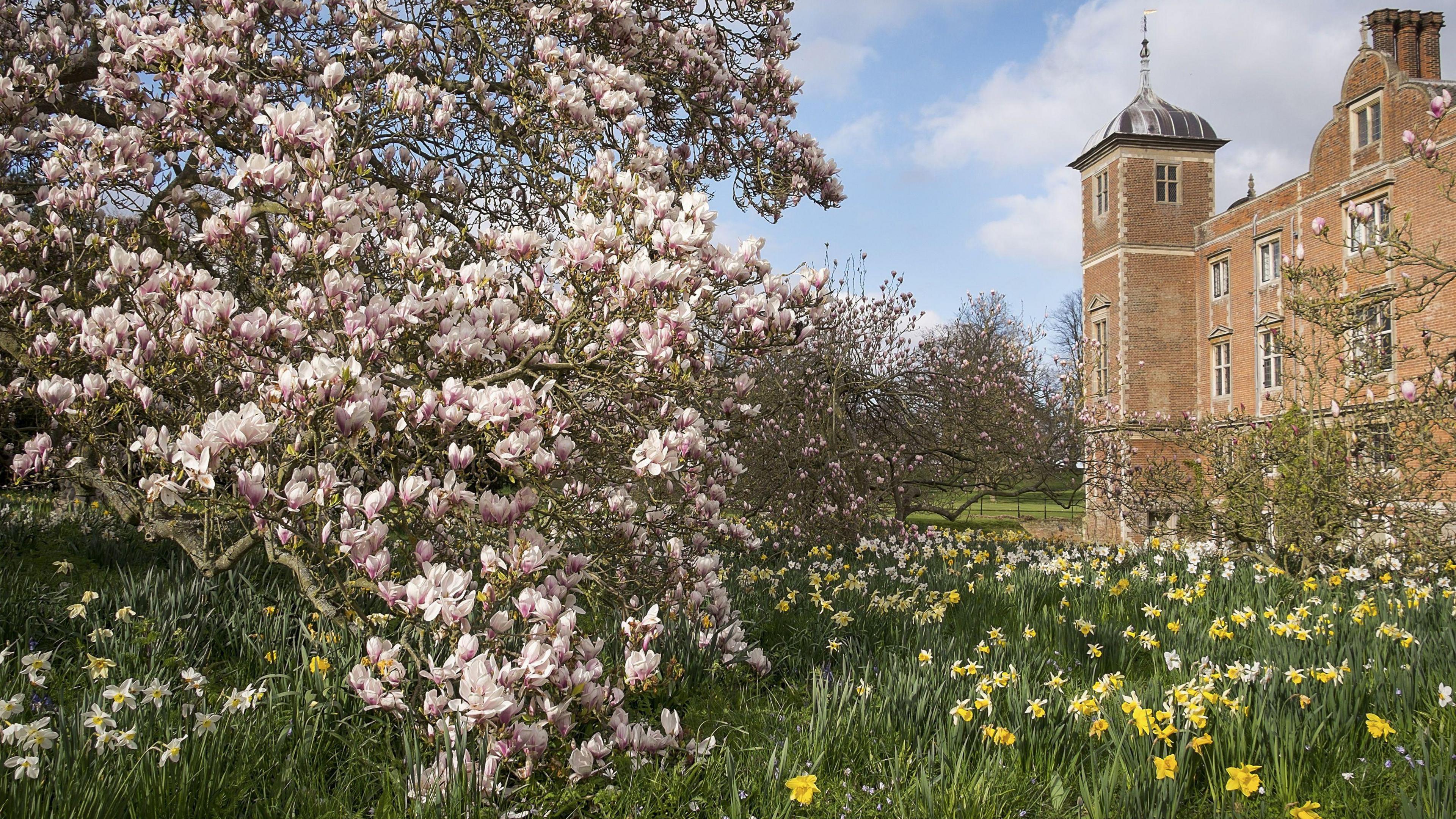 A carpet of daffodils and a flowering magnolia tree in the gardens of a stately home.