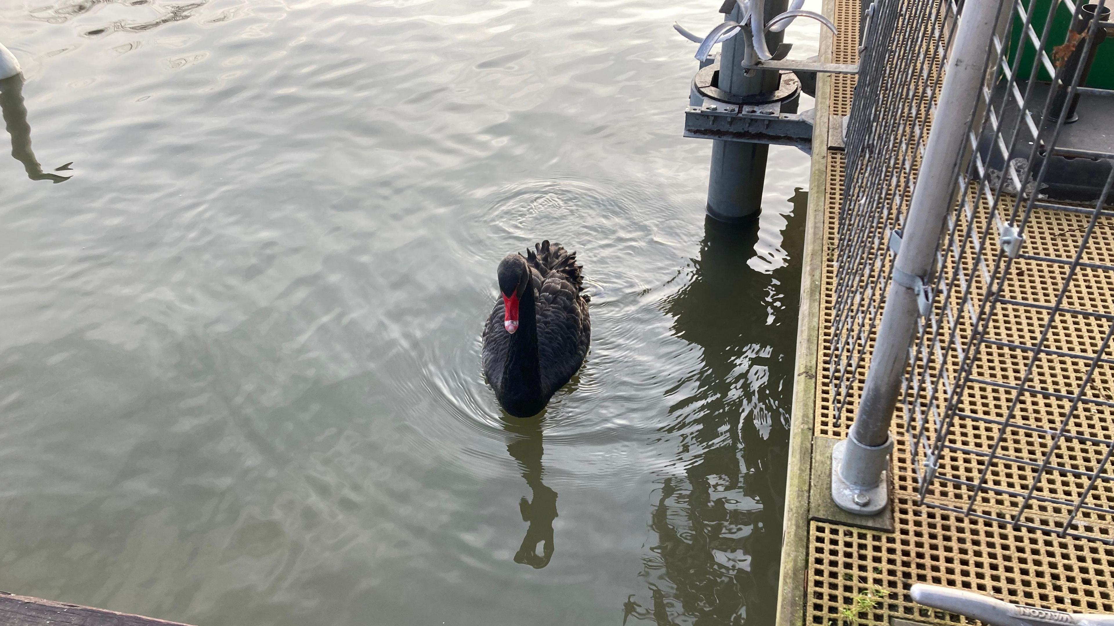 The black swan with a red bill on water next to a jetty