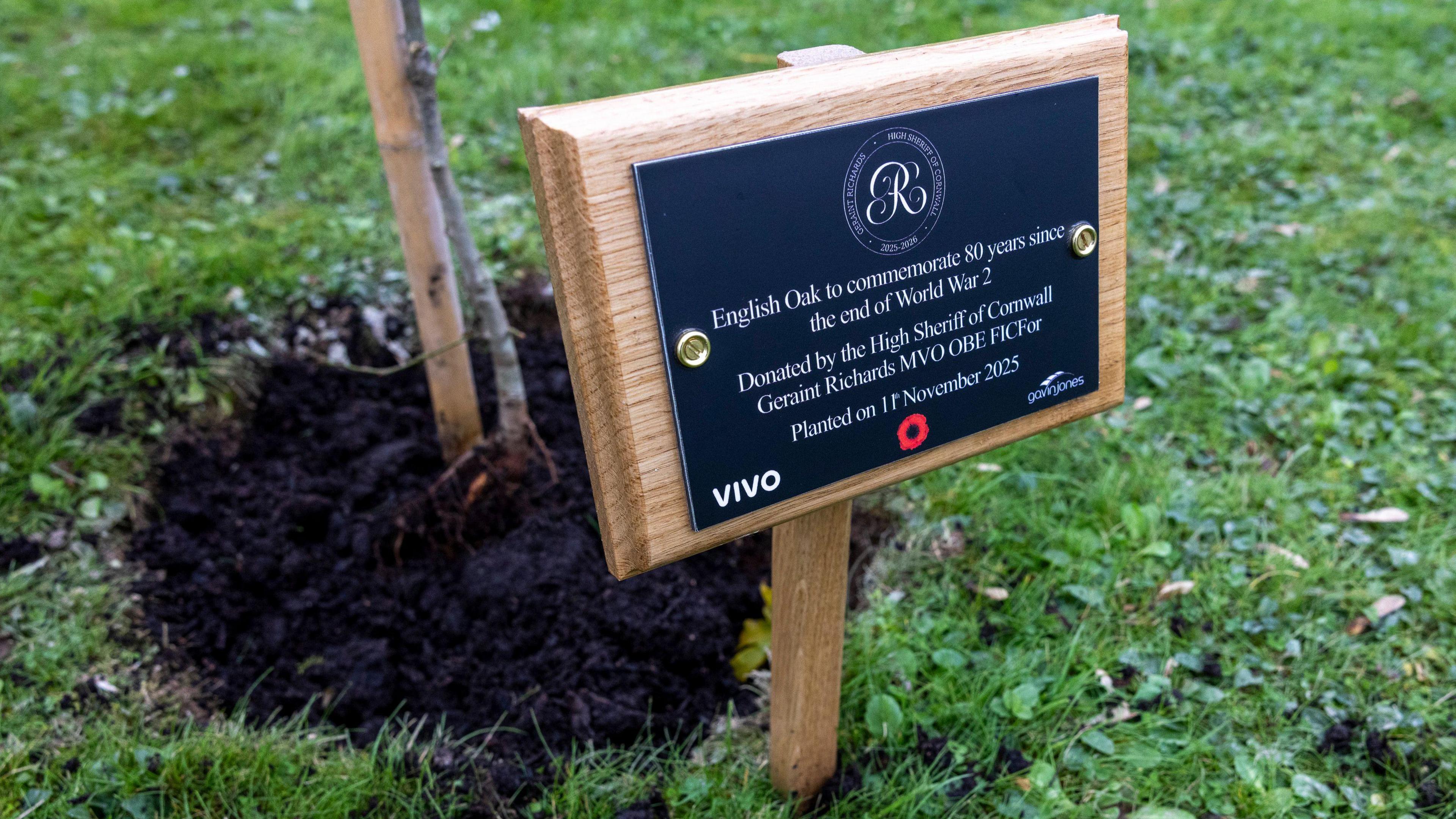 A commemorative plaque mounted on a wooden post next to a newly planted tree in a grassy area. The plaque reads: "English Oak to commemorate 80 years since the end of World War 2. Donated by the High Sheriff of Cornwall, Gernian Richards MVO OBE DL FCor. Planted on 11 November 2025."