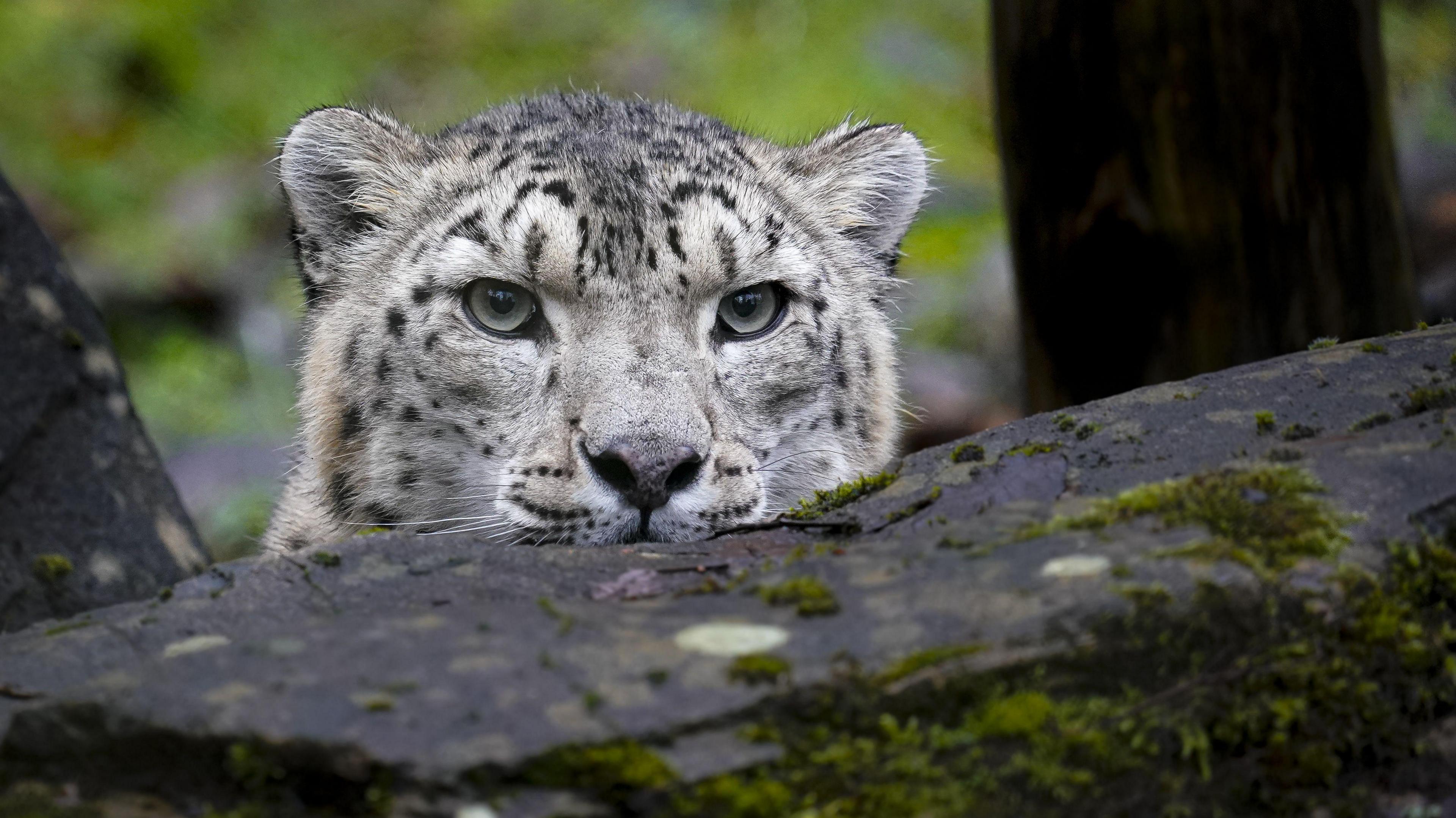 The head of Irina a white and black snow leopard is visible peering out from below a rock