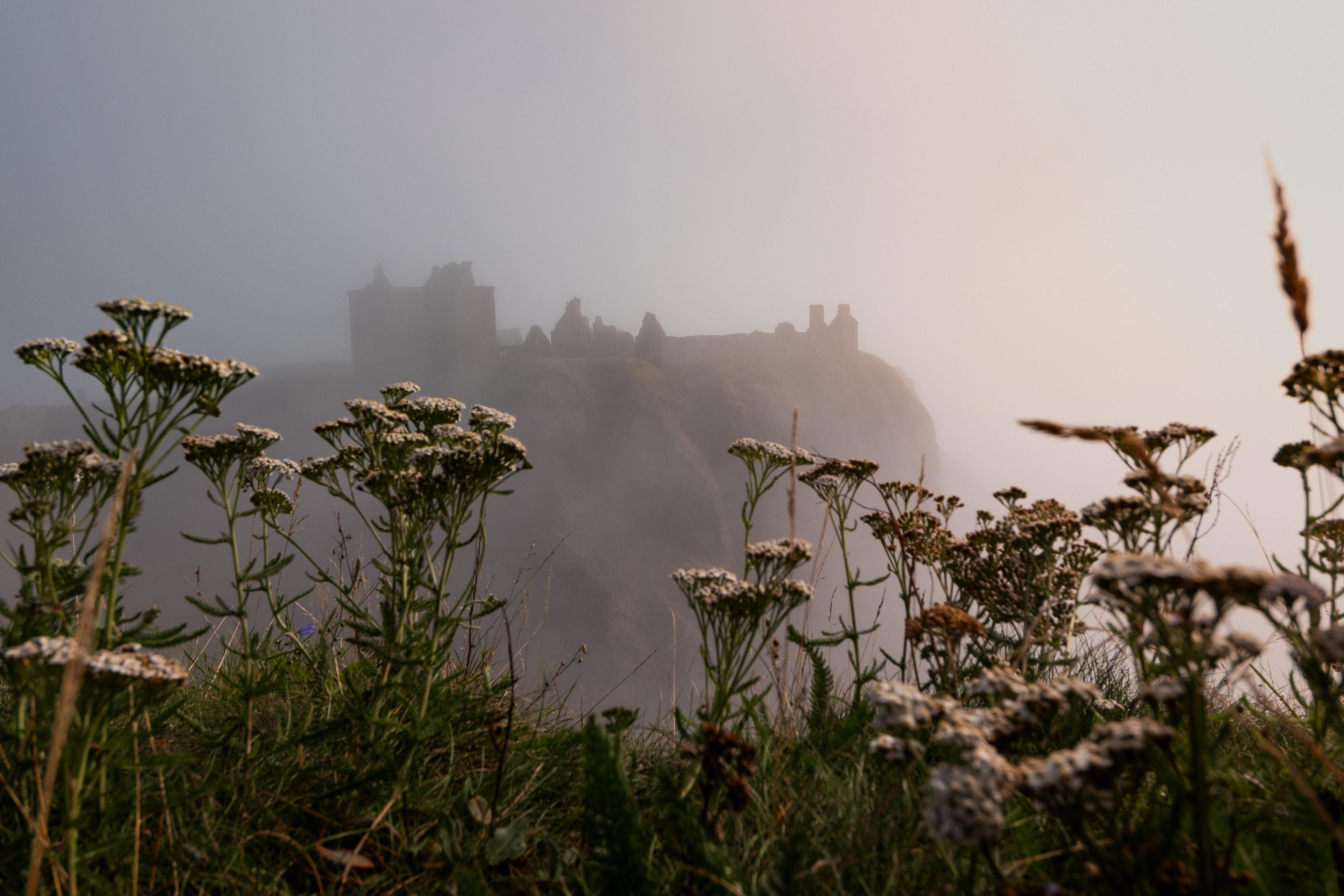 A castle shrouded in fog with plants in the foreground