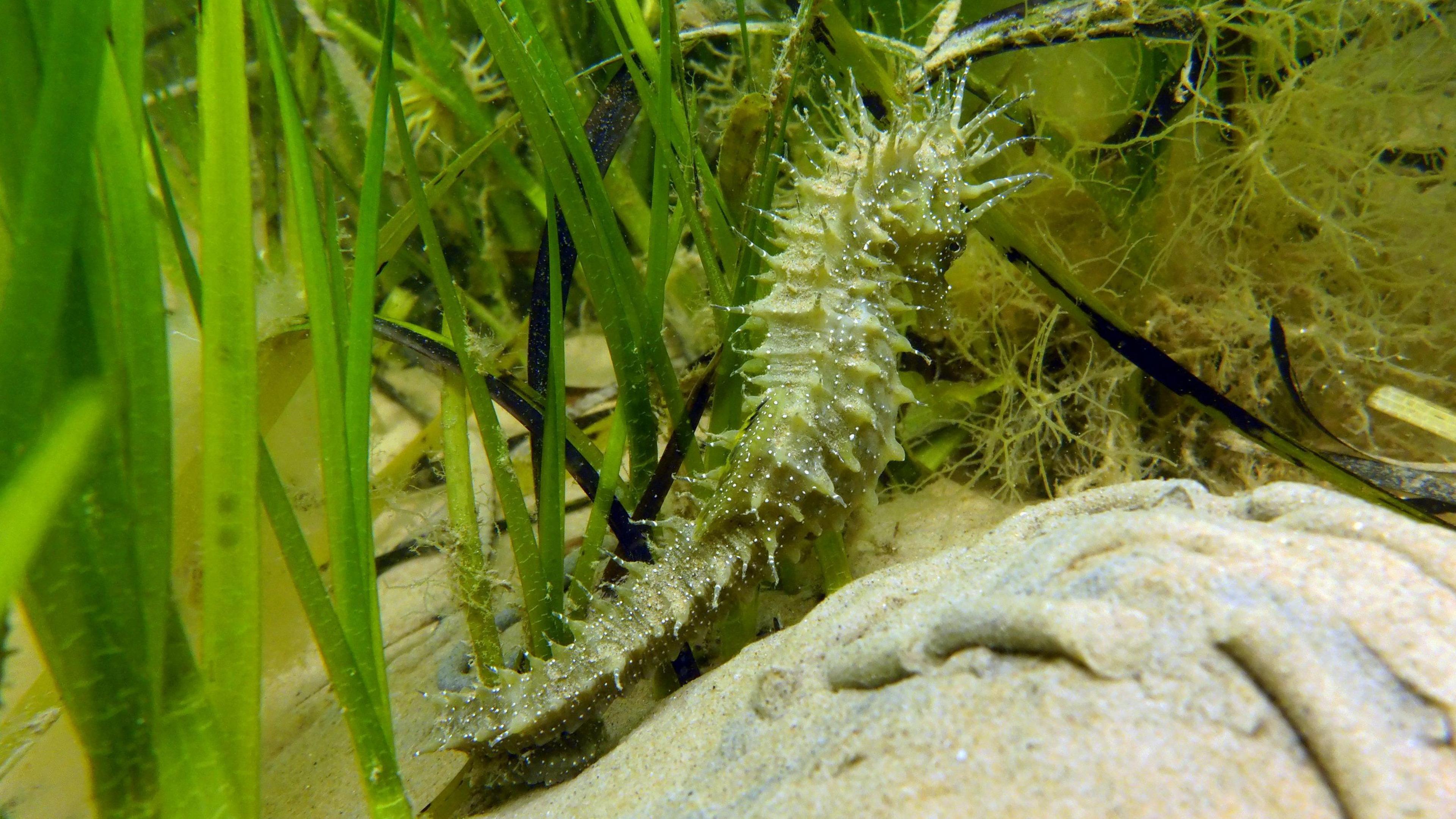 A seahorse is swimming through seaweed above a sand-covered stone. It looks pale green and is covered with spines which are glistening in the clear water.